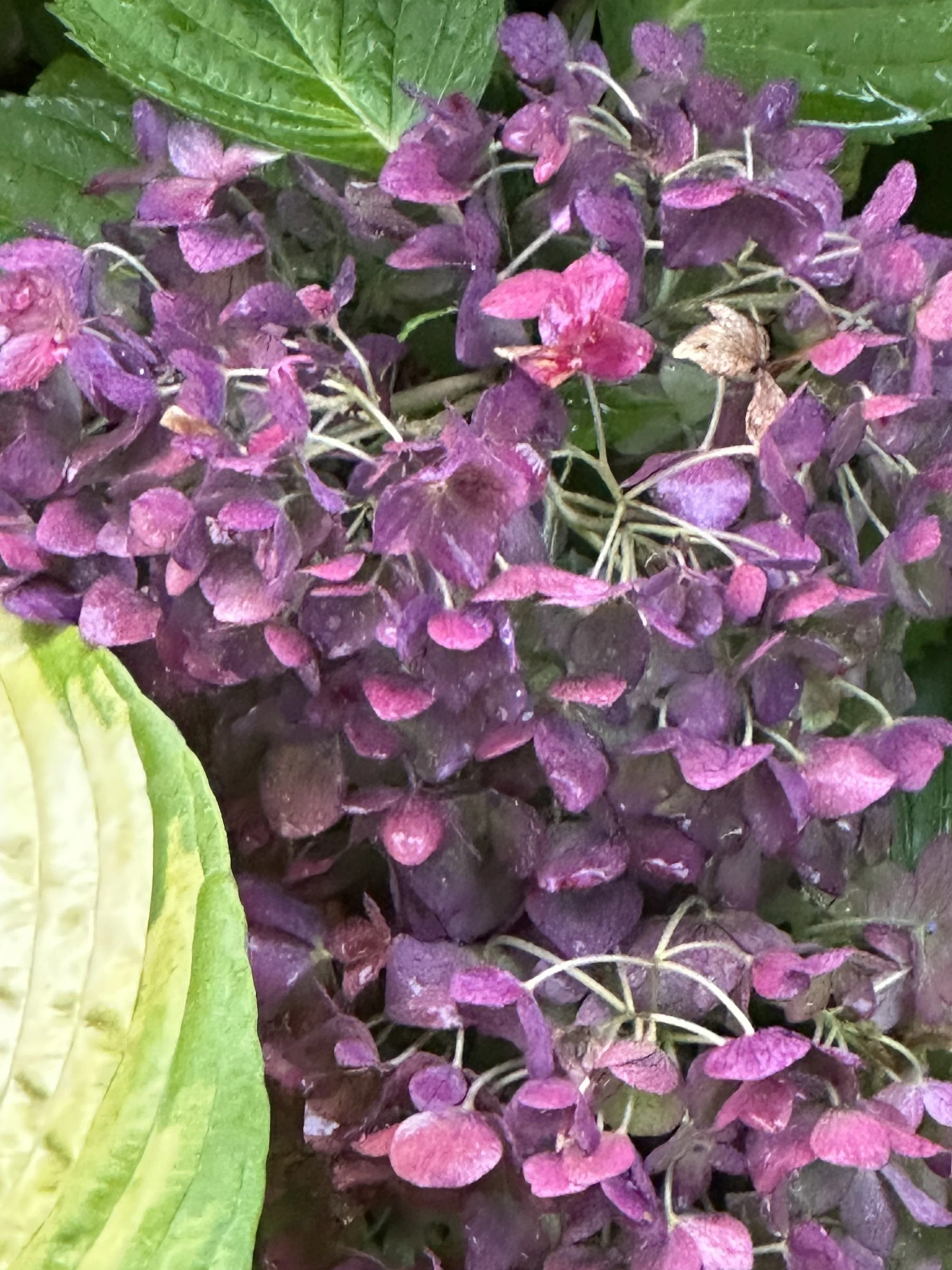 IMG_5601.jpeg