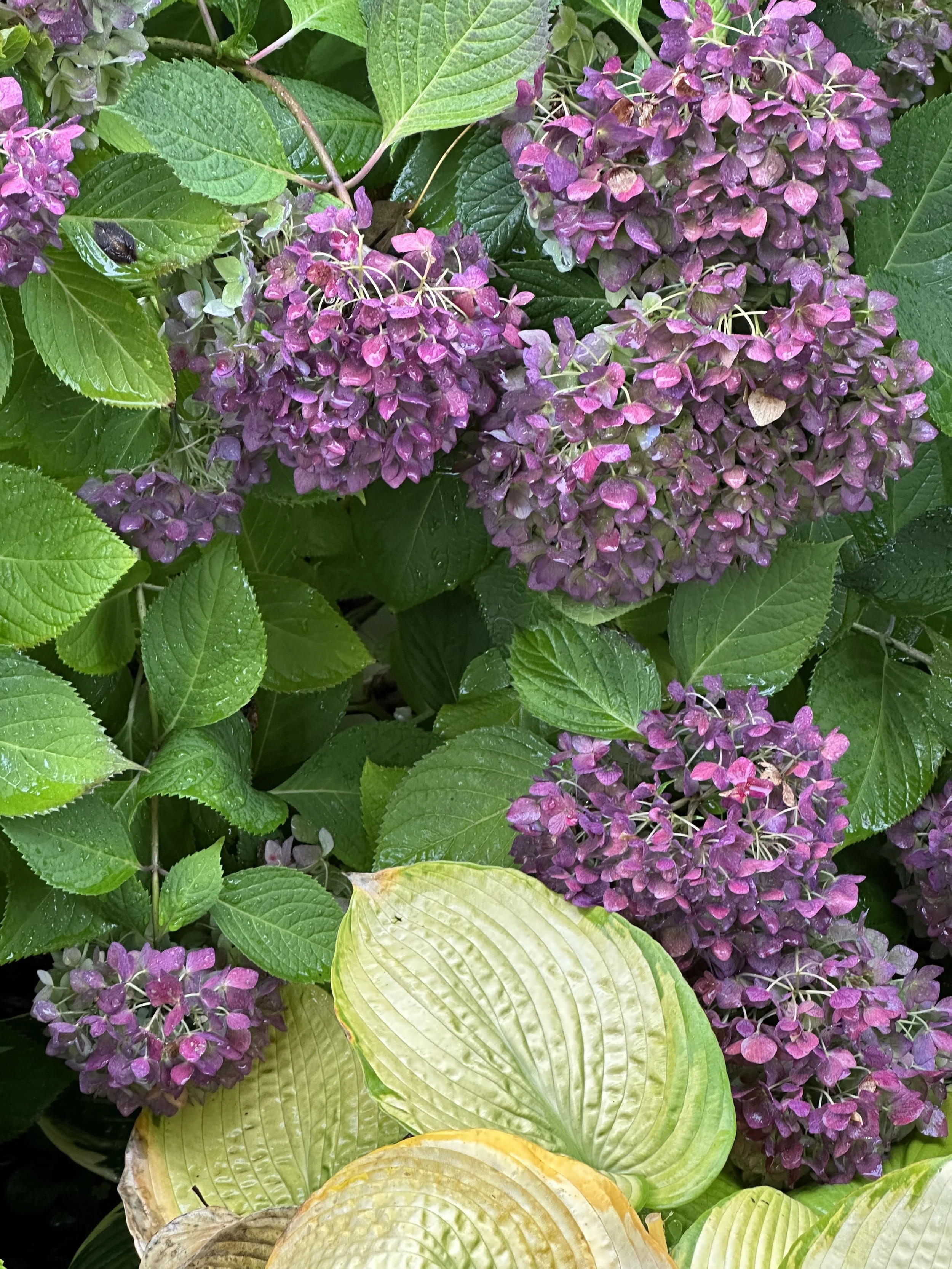 IMG_5600.jpeg
