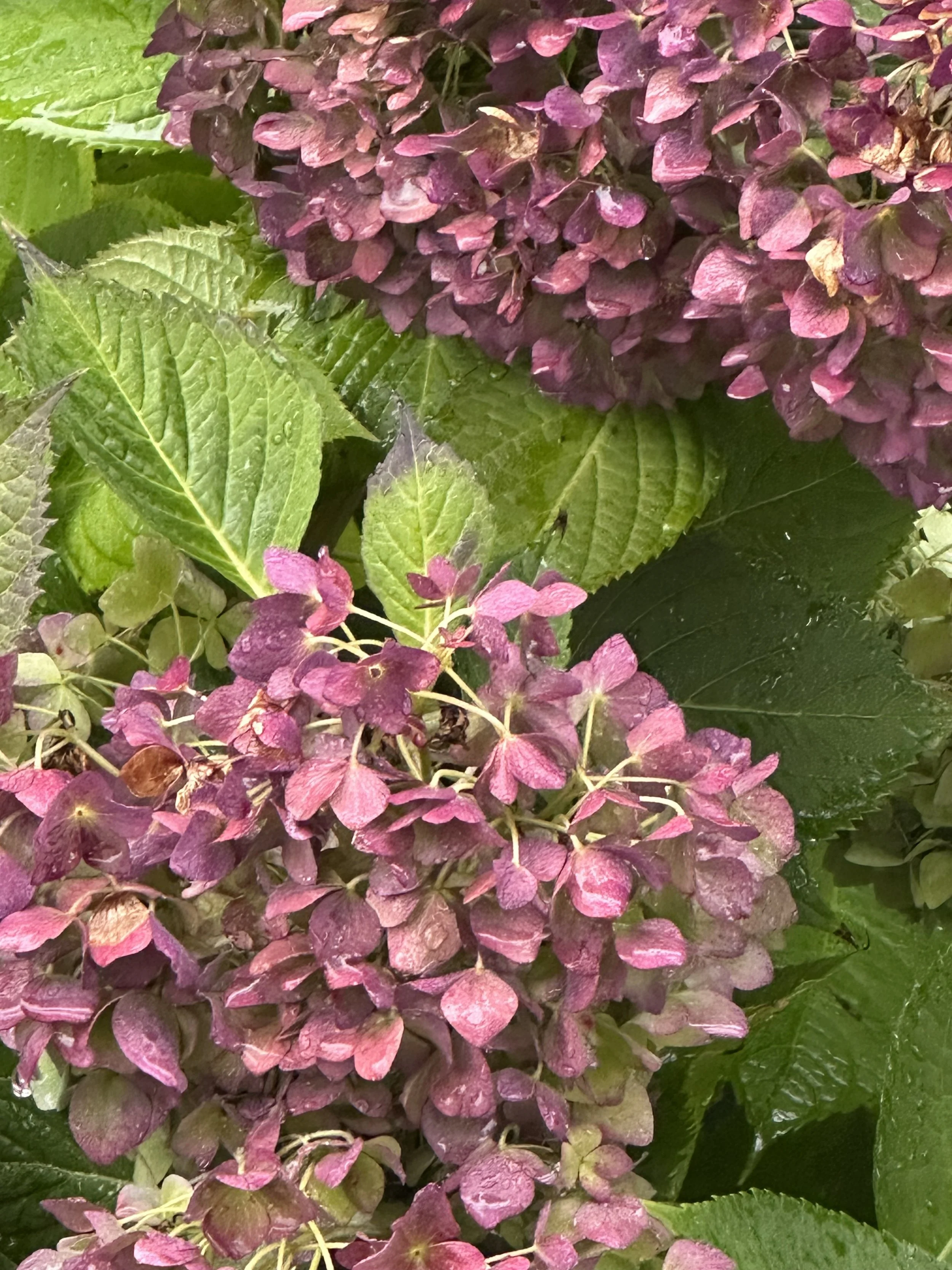 IMG_5604.jpeg