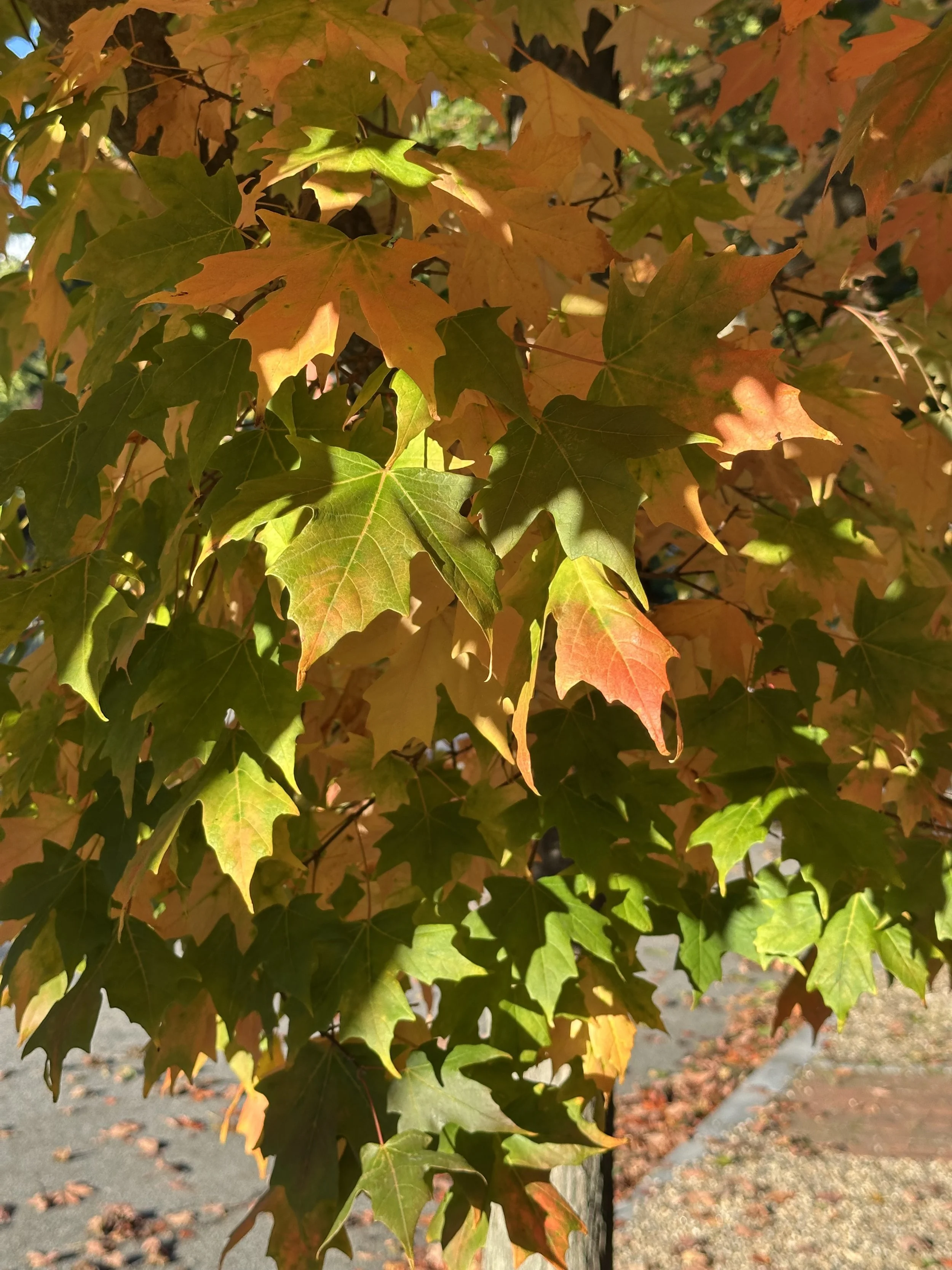 IMG_5710.jpeg