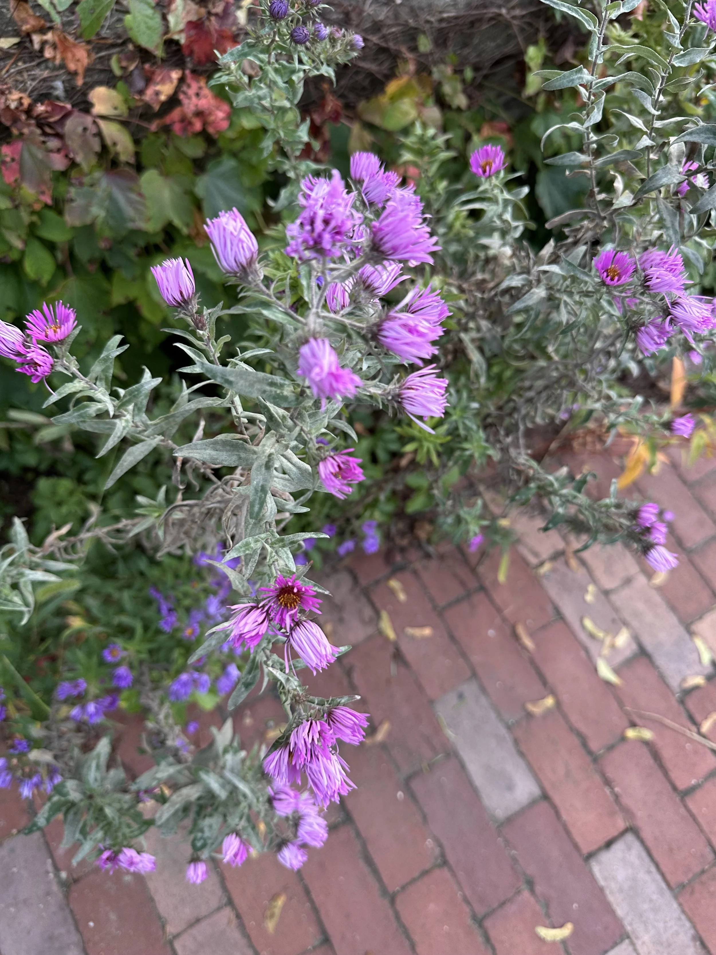 IMG_6077.jpeg