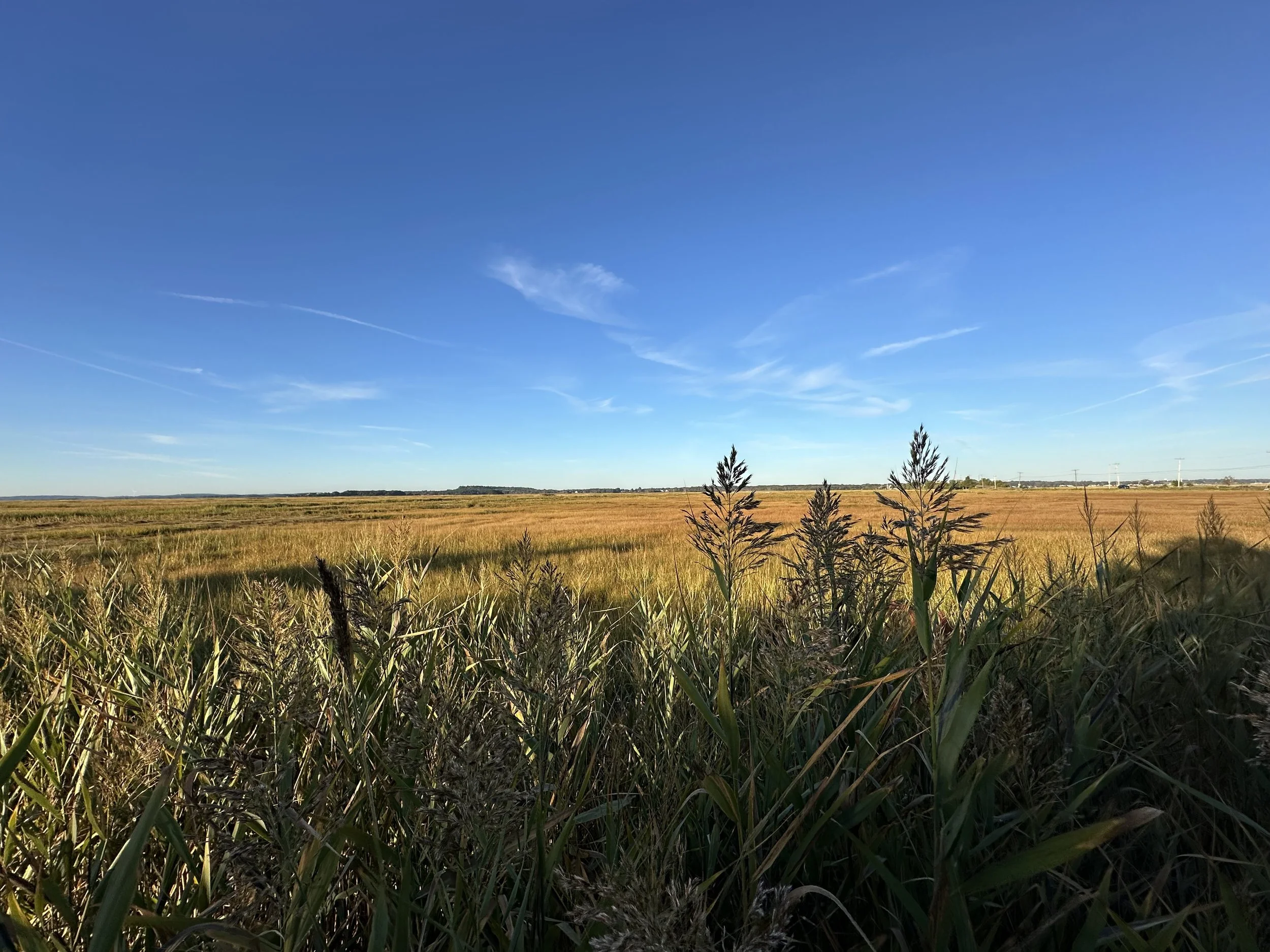 IMG_6273.jpeg