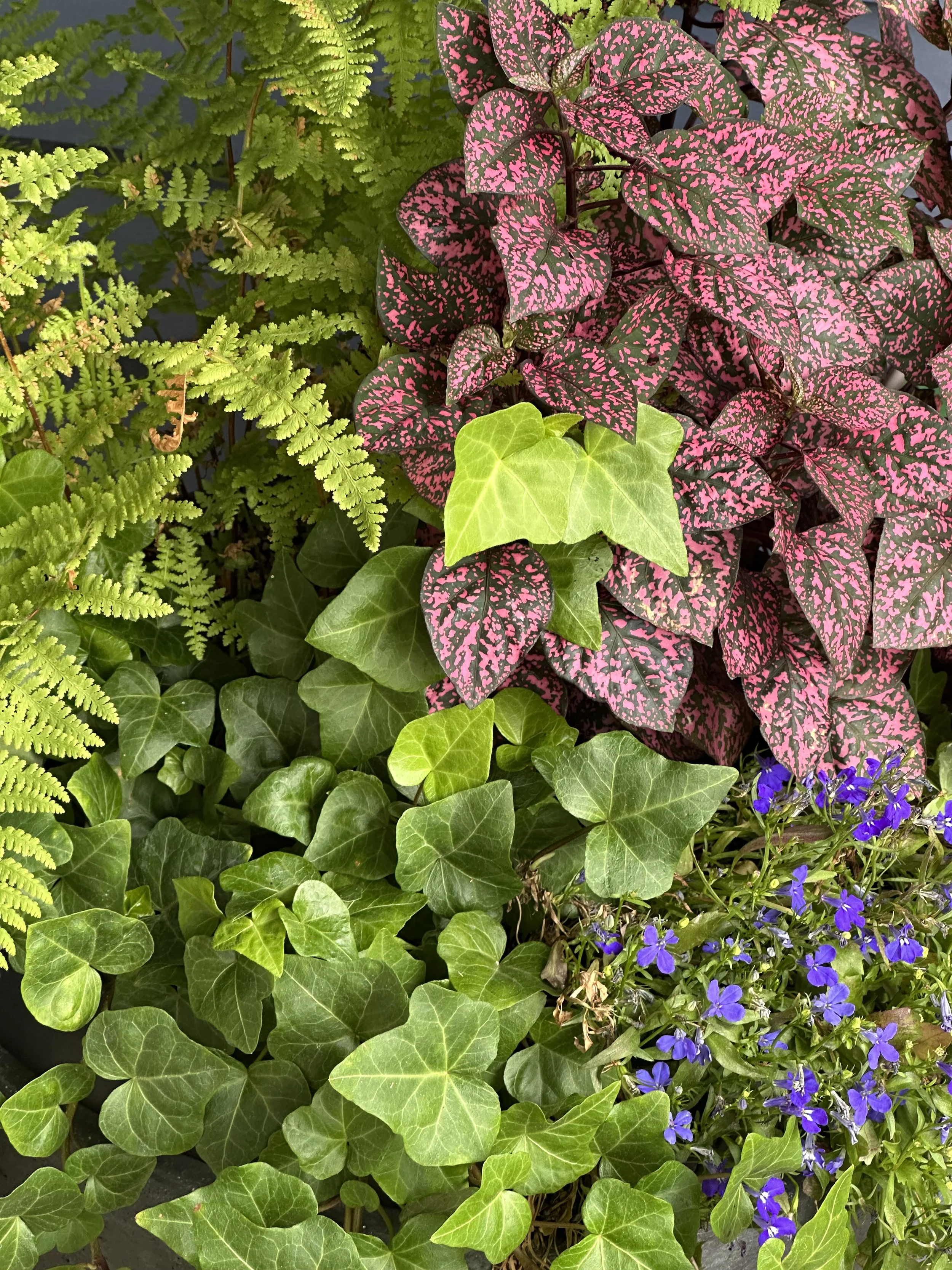IMG_9424.jpeg