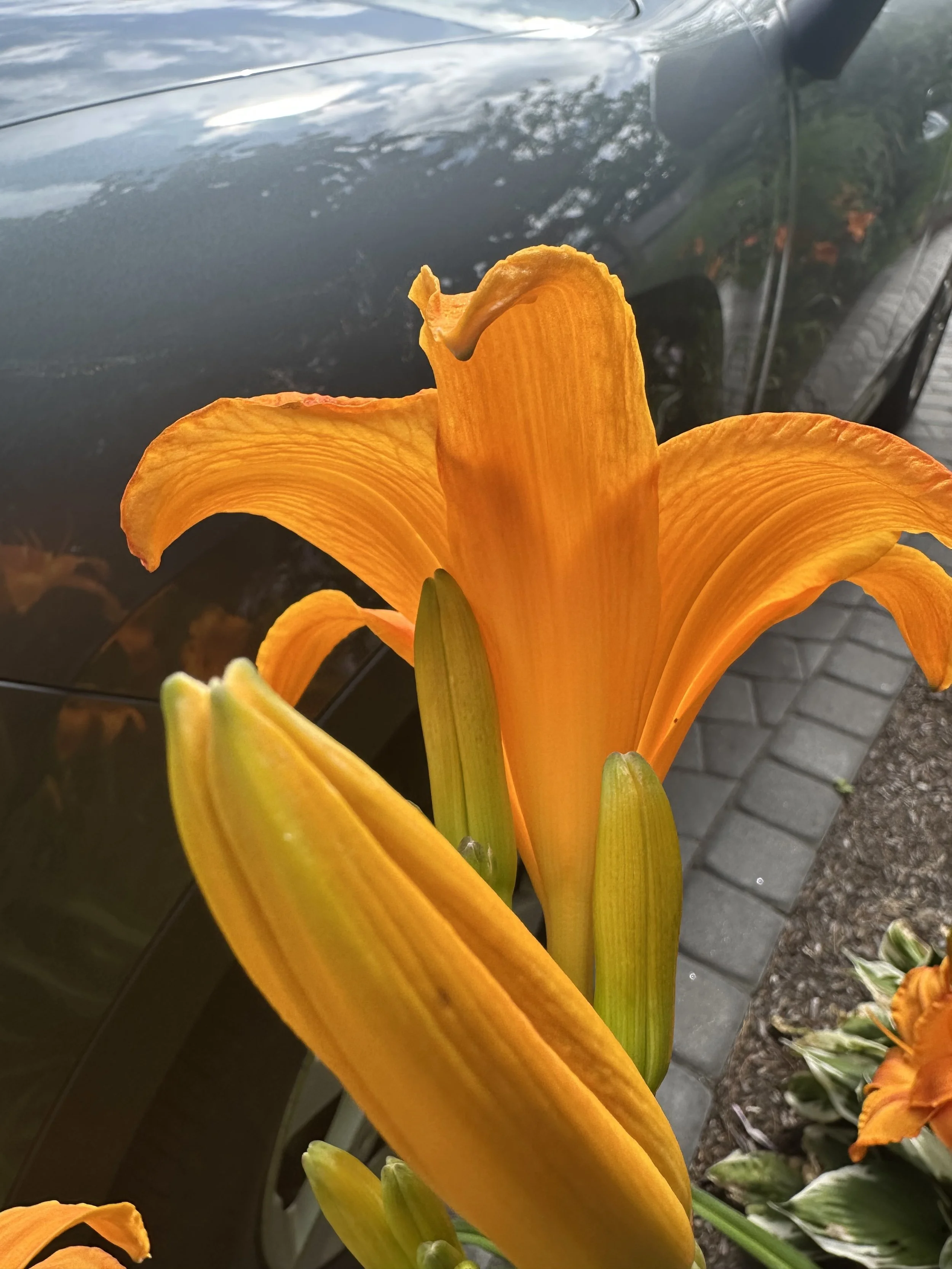 IMG_9550.jpeg