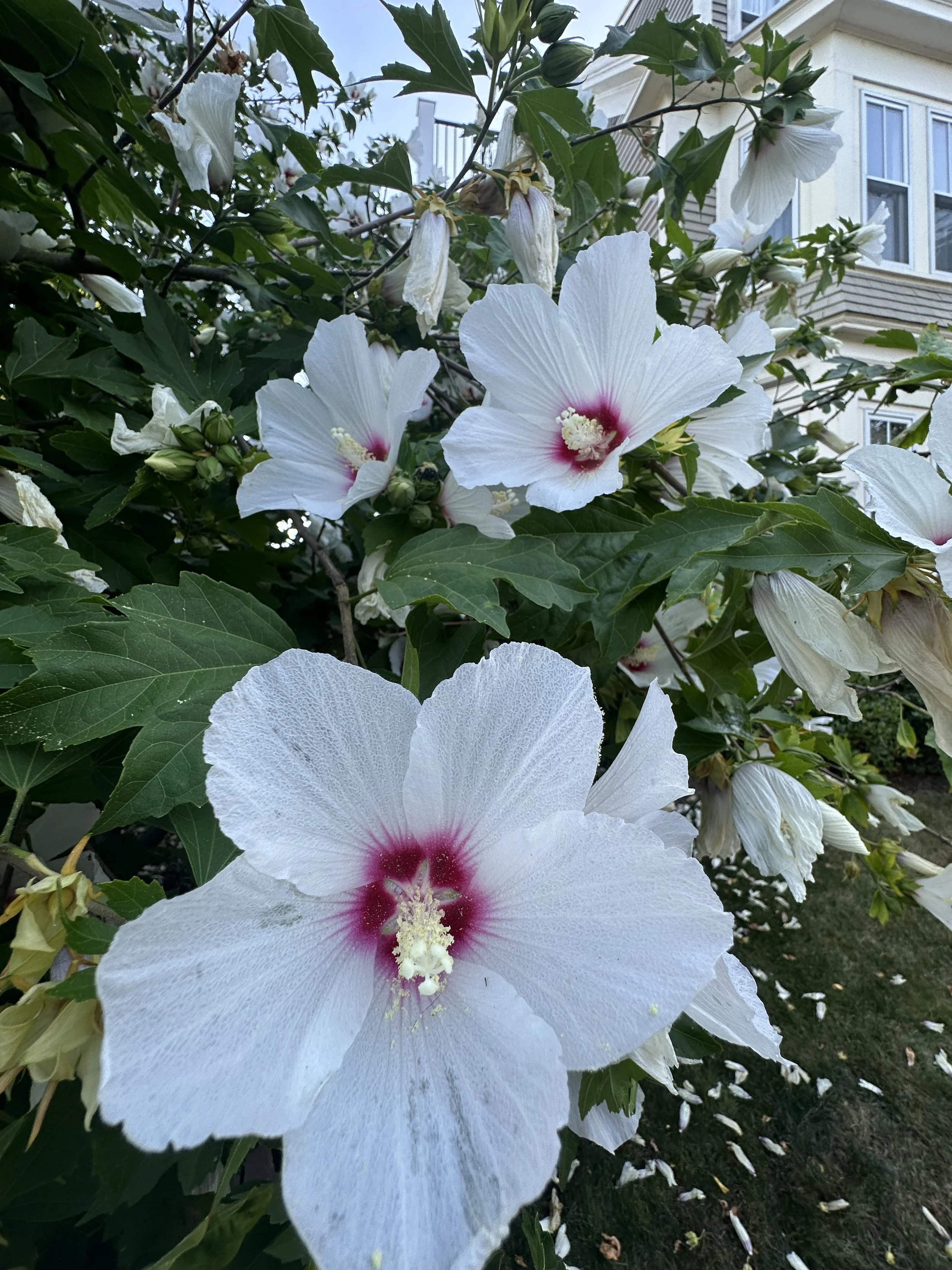 IMG_9559.jpeg