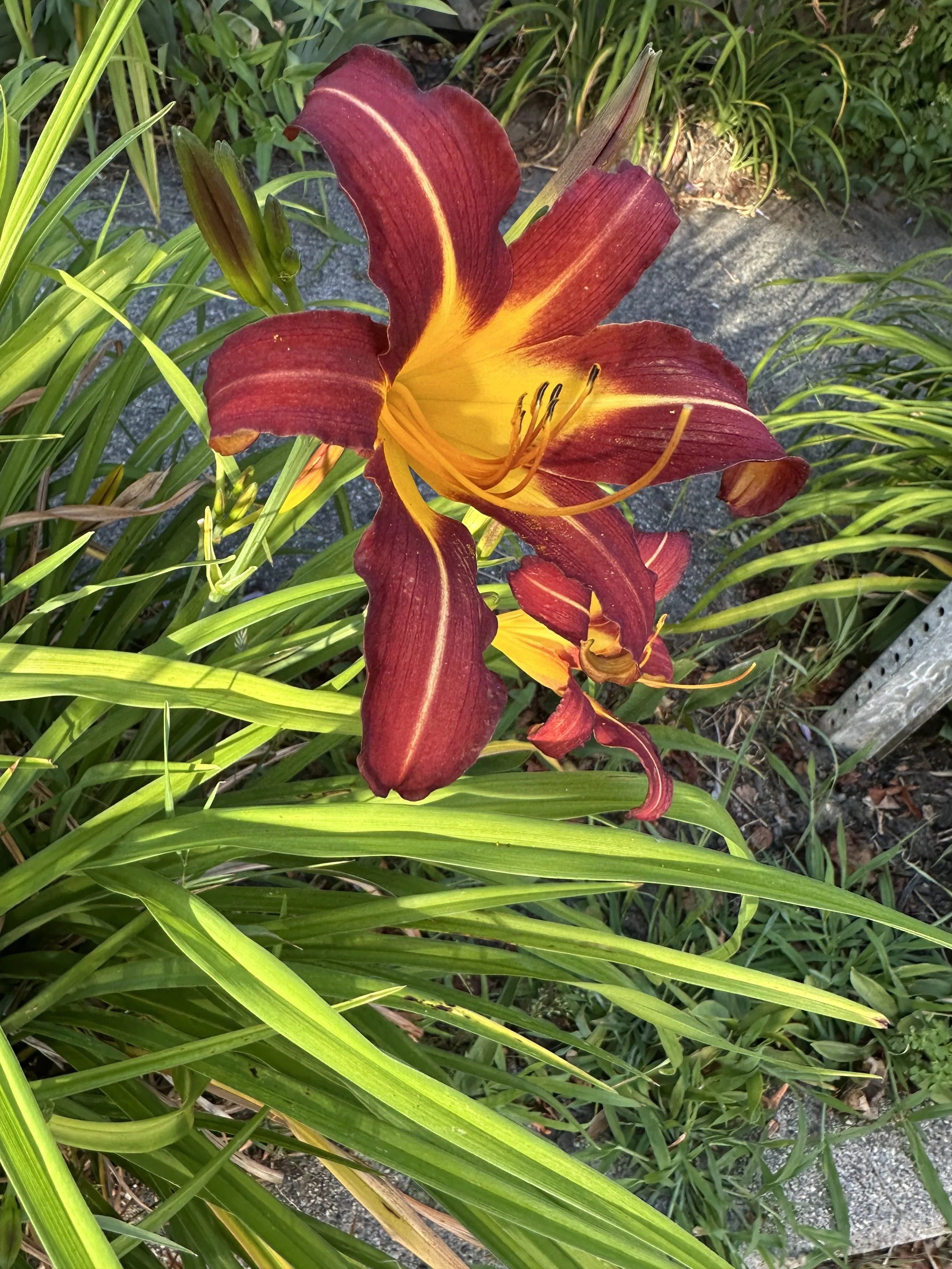IMG_9560.jpeg
