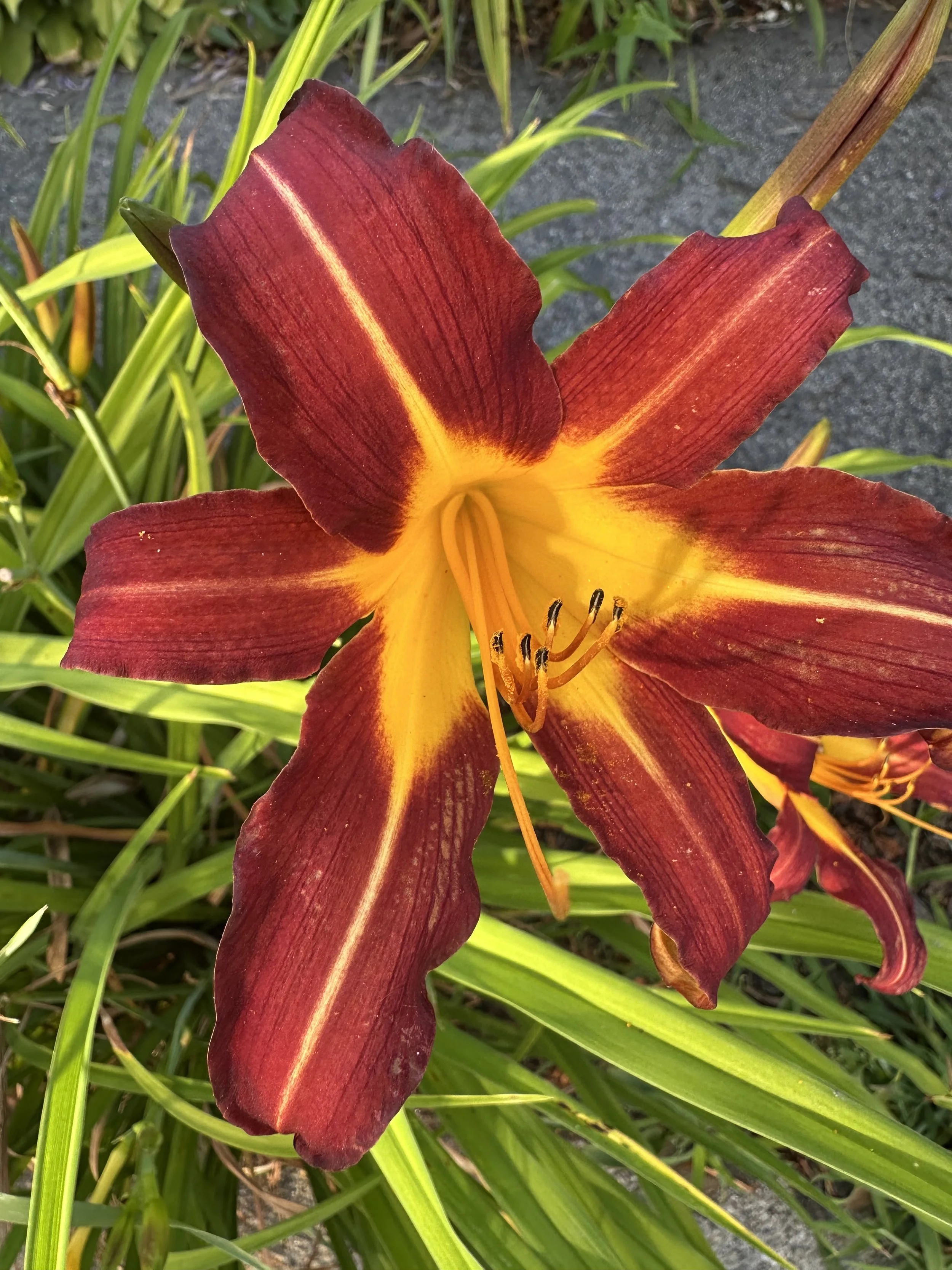 IMG_9561.jpeg