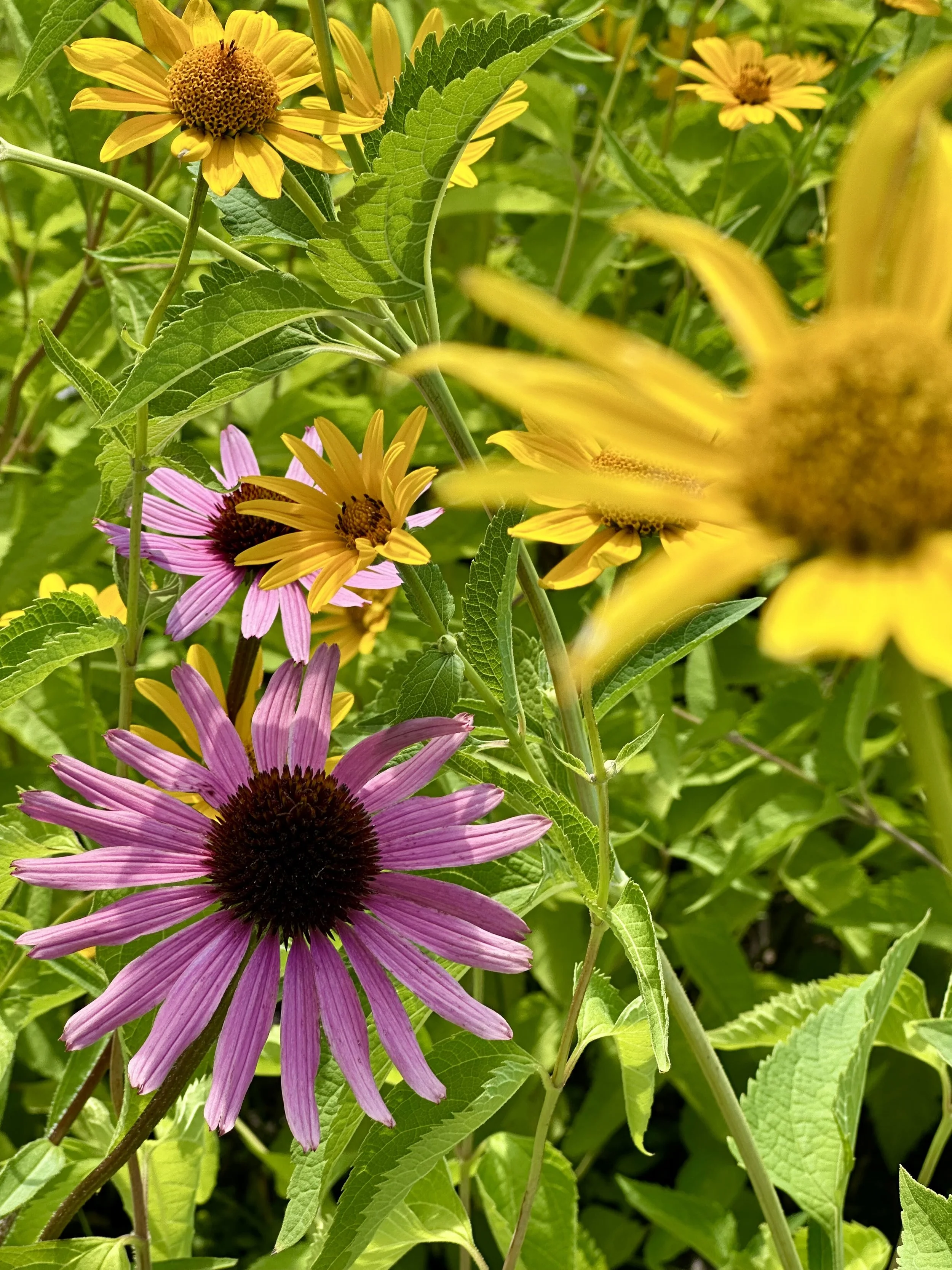 IMG_9580.jpeg