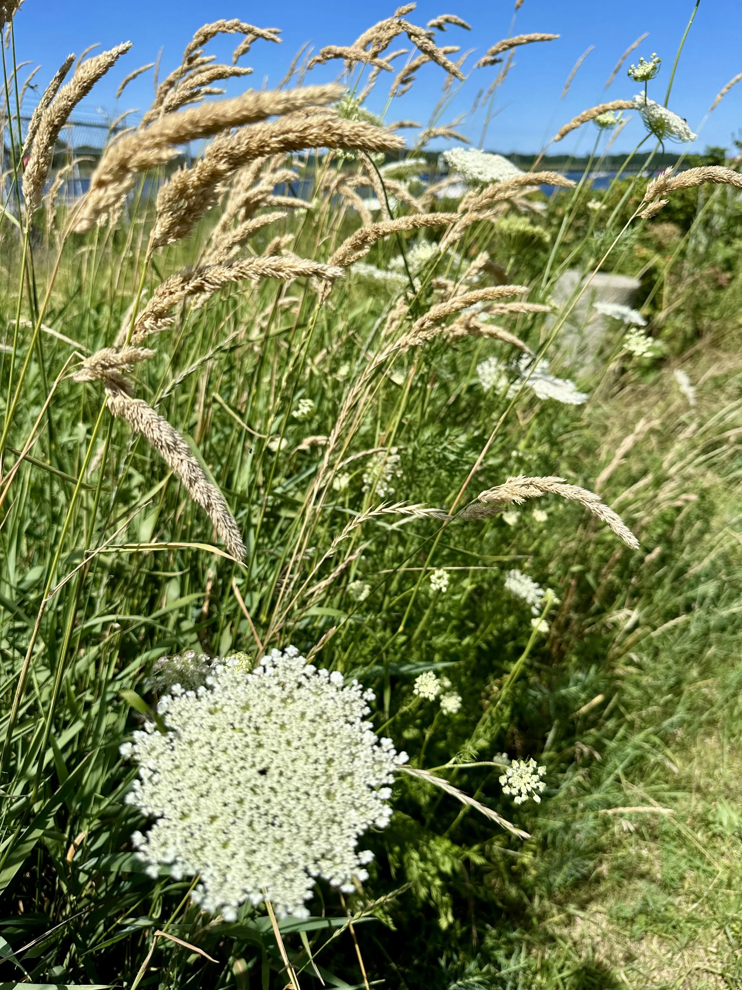 IMG_9587.jpeg