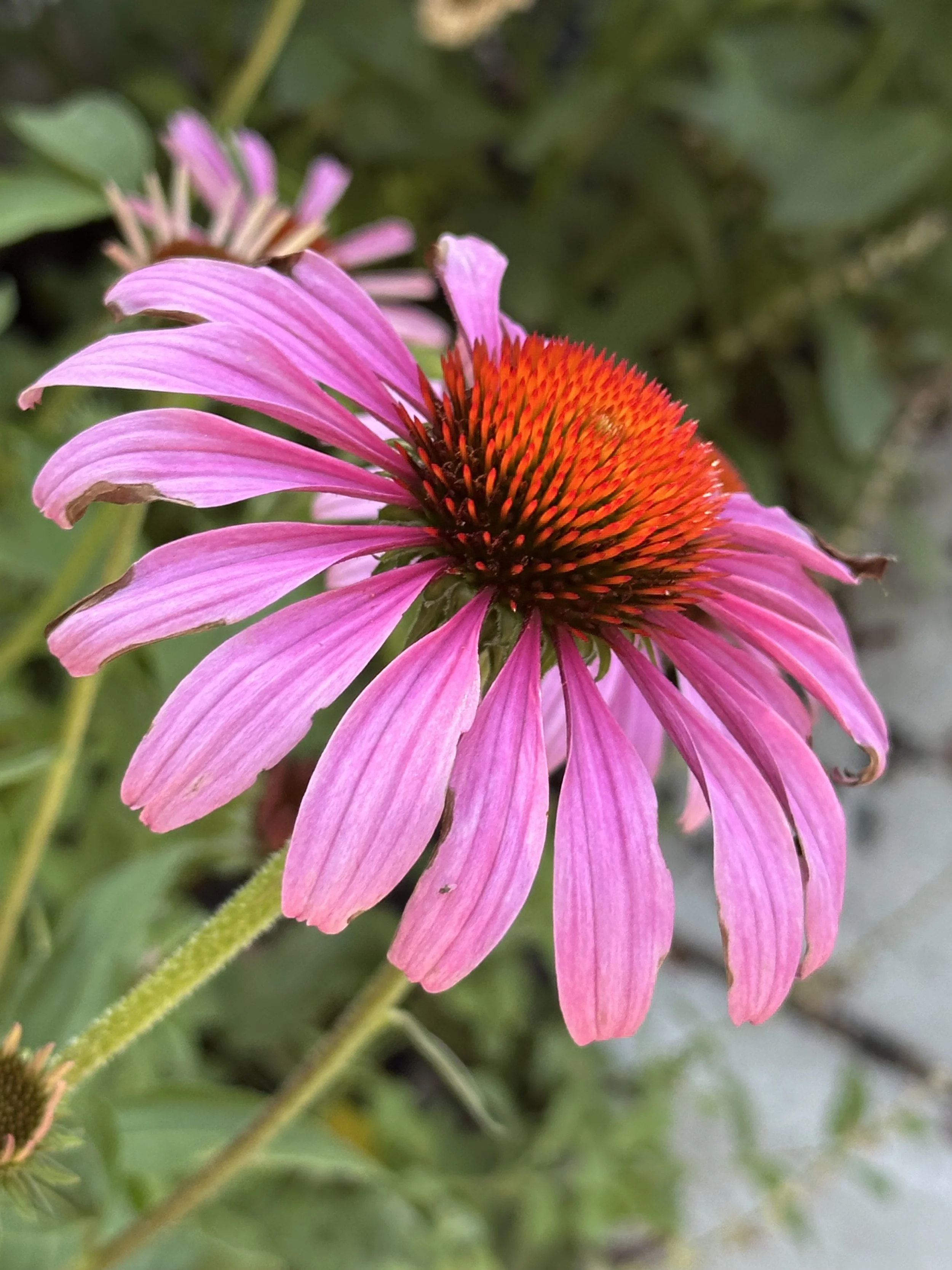 IMG_9671.jpeg