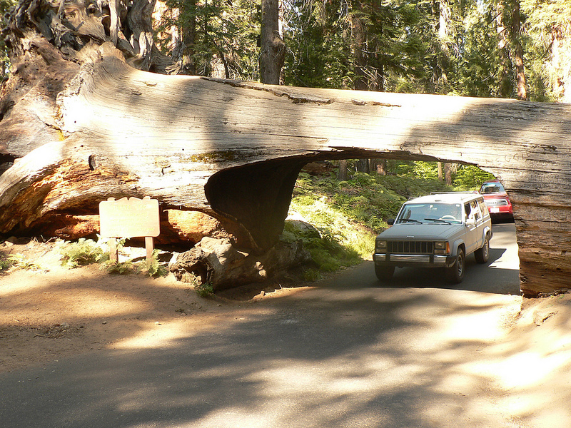 Yes, you can actually drive through a fallen sequoia on your way into Sequoia National Park. Photo: Jeff Pang / flickr