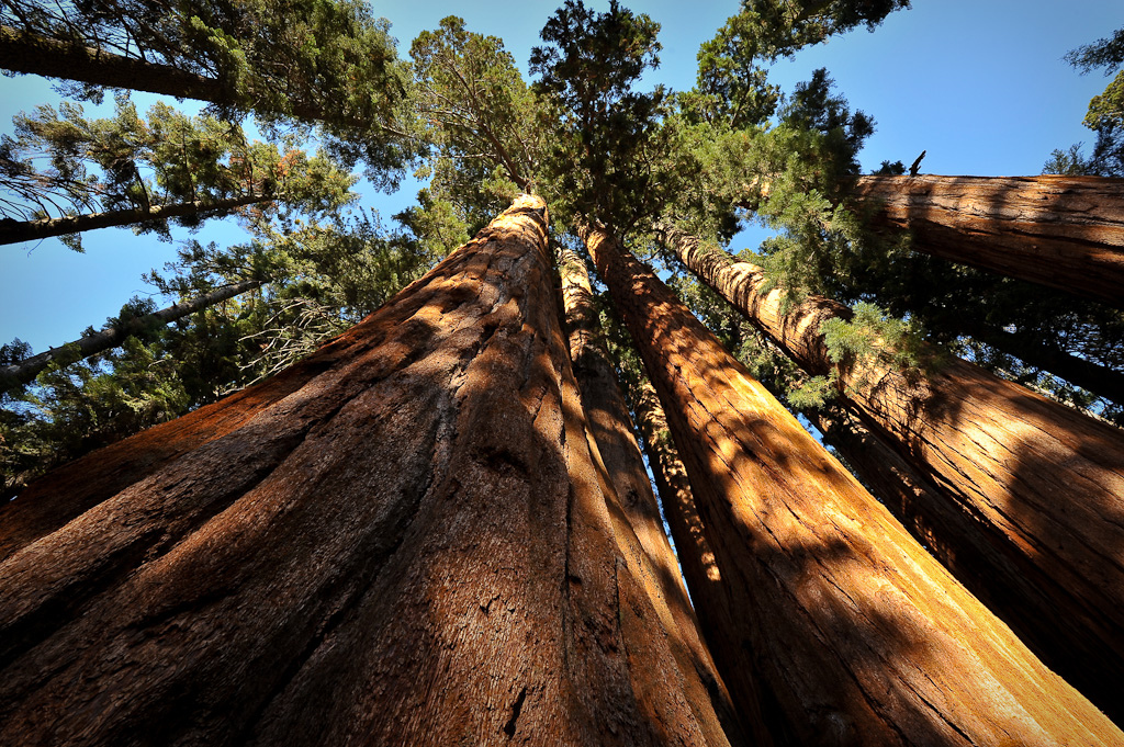 Feeling small amongst a grove of giants never felt better.