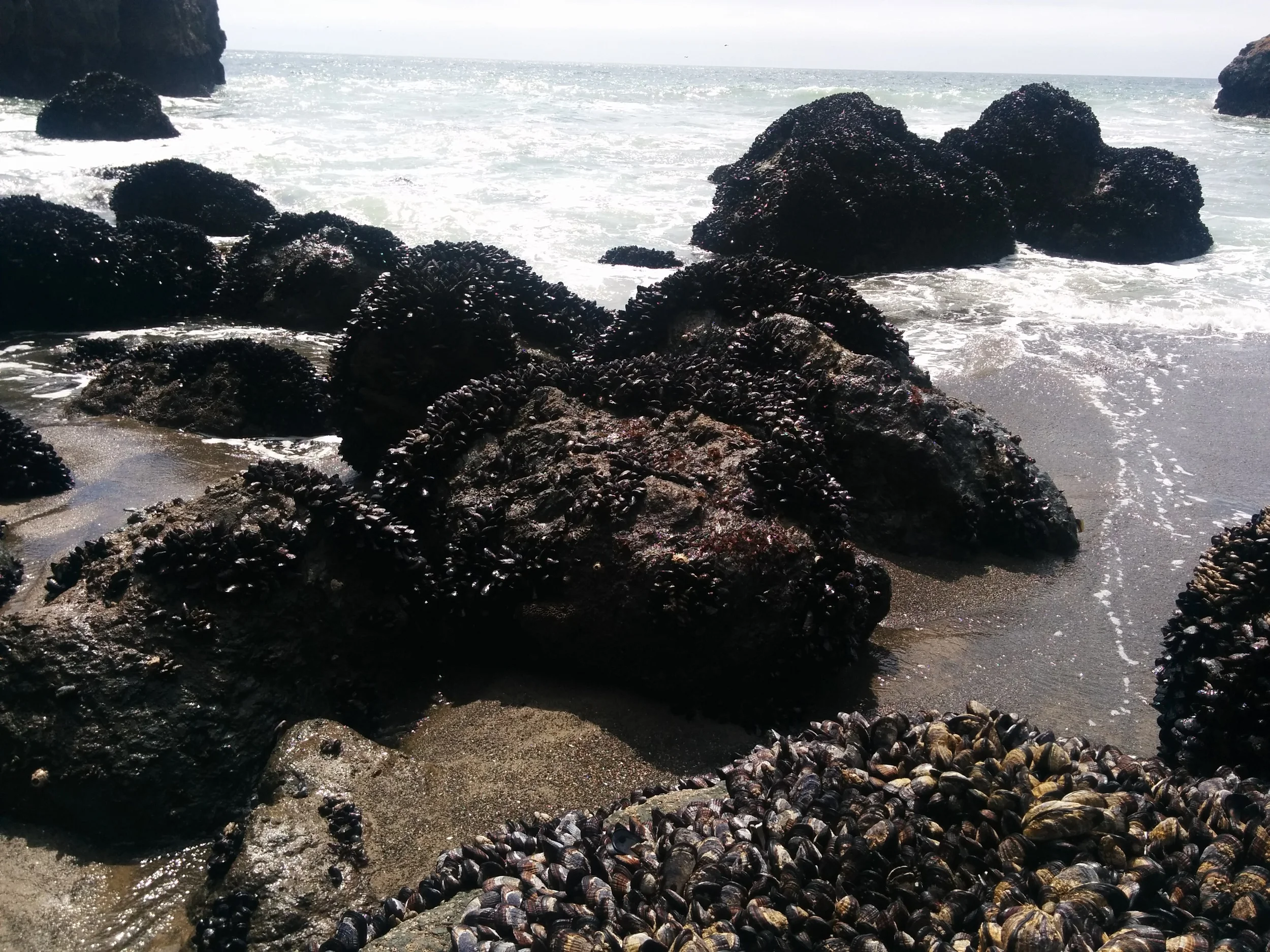 Real, live mussels everywhere on Mussel Rock Beach!