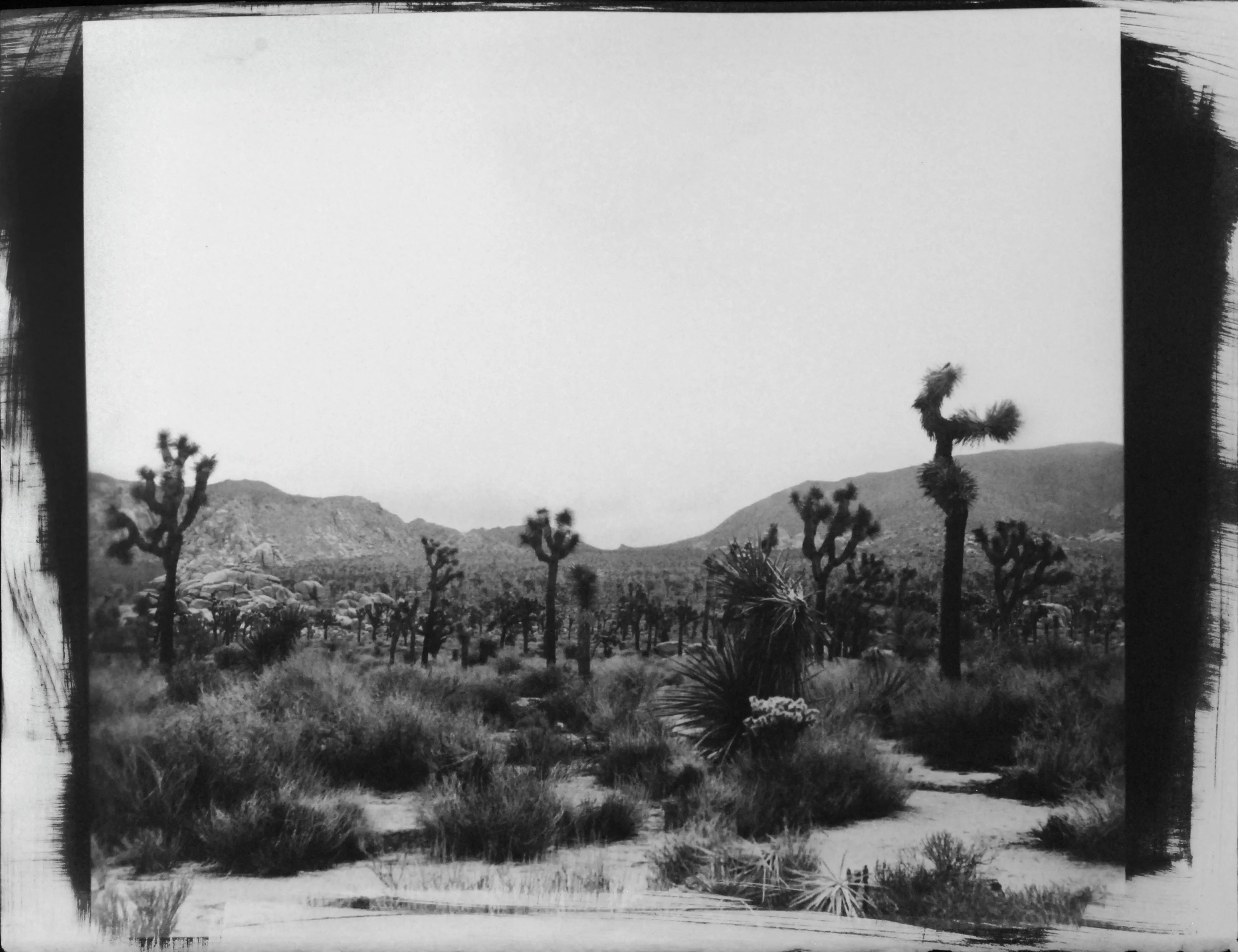 joshuatree3.jpg