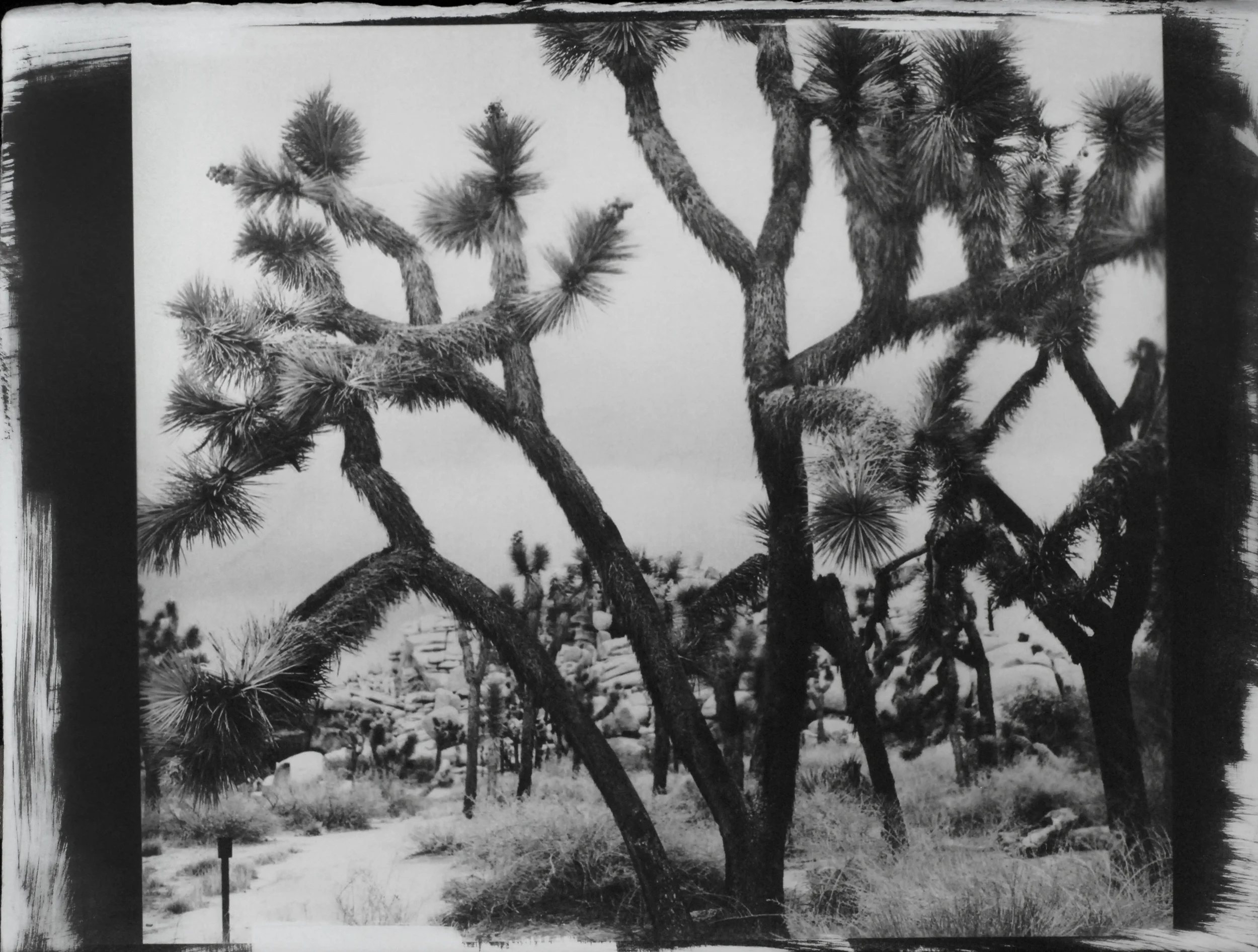 joshuatree2.jpg