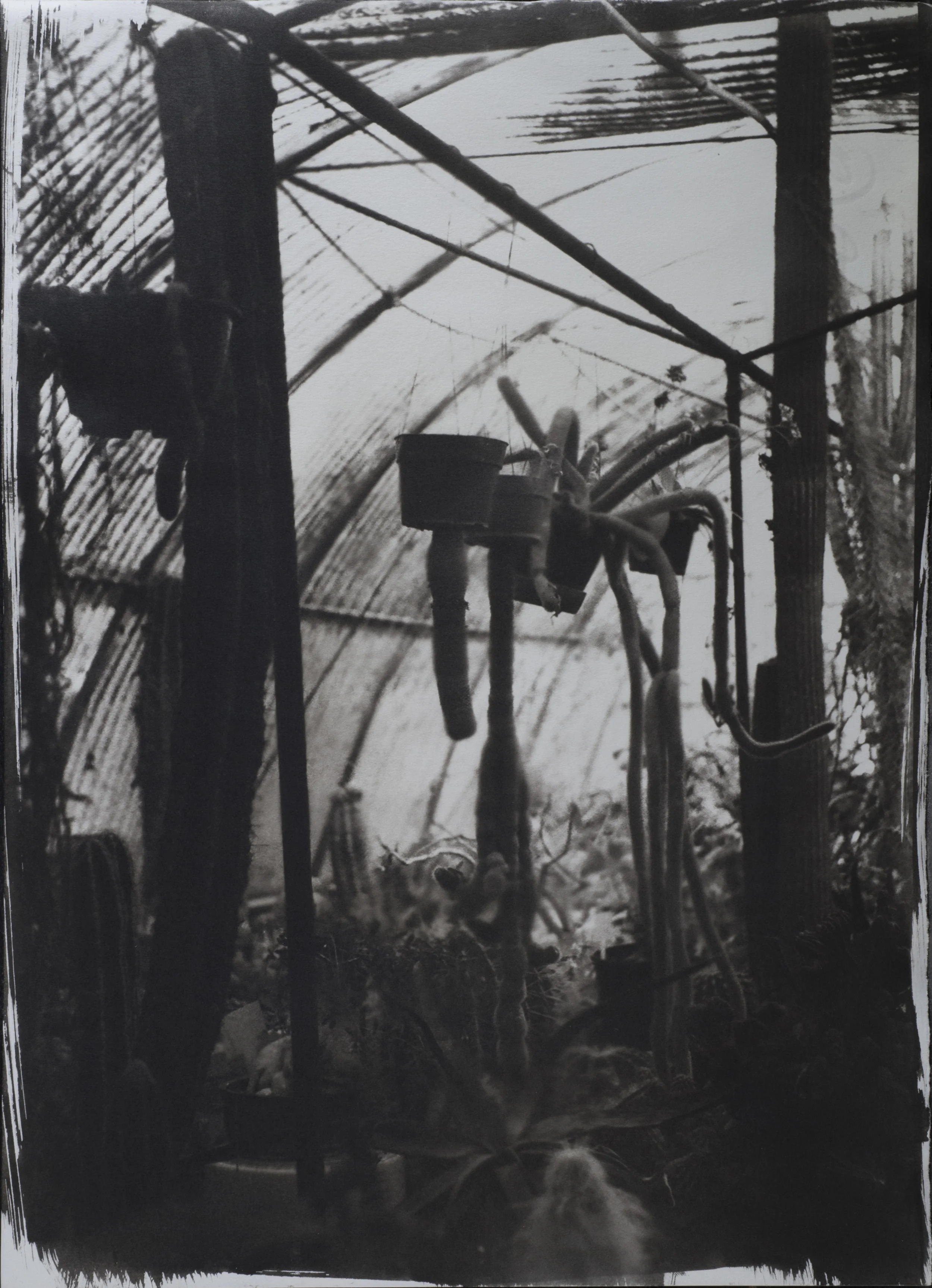 upsidedowncactus2.jpg