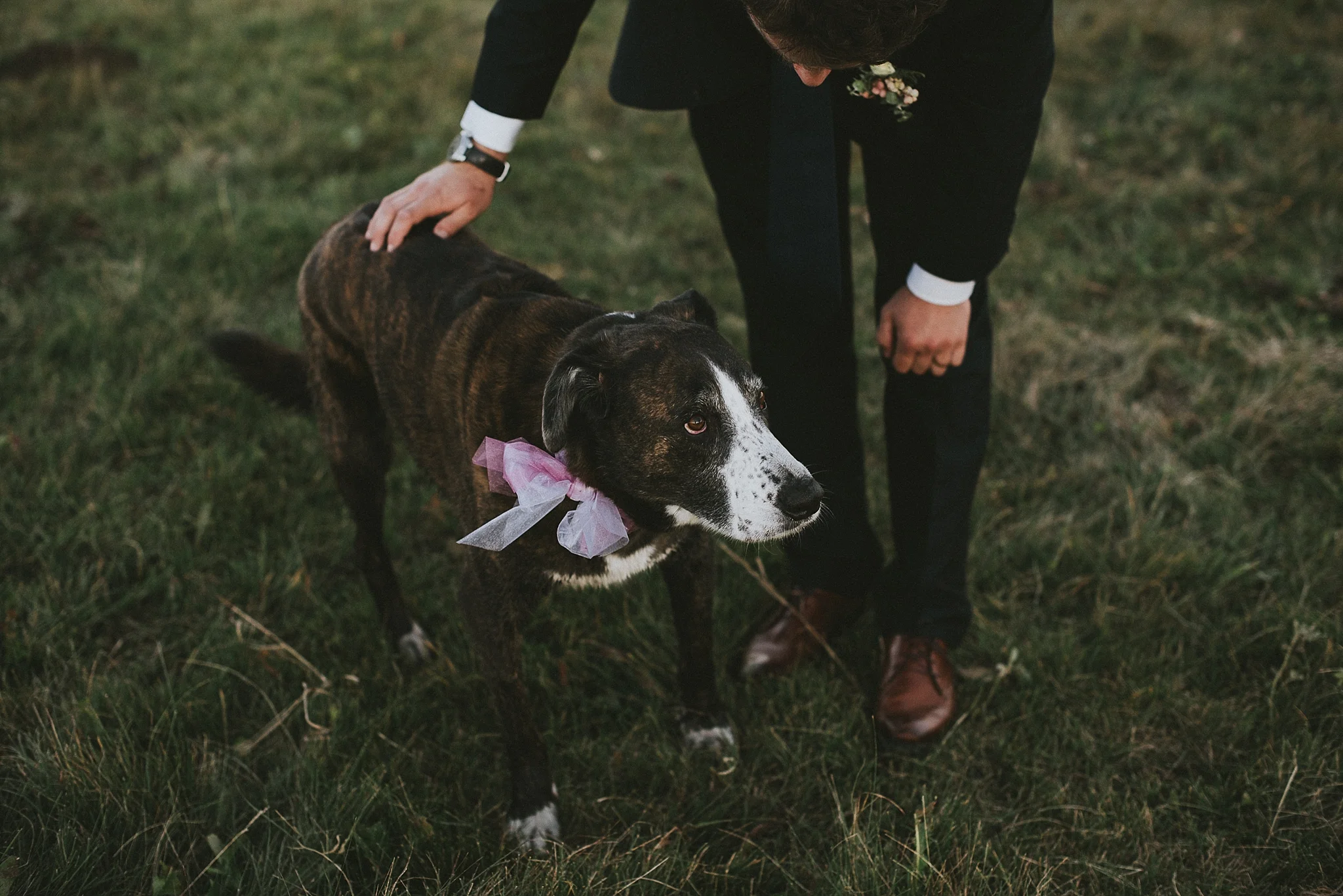 groom pet dog portrait kananaskis elopement