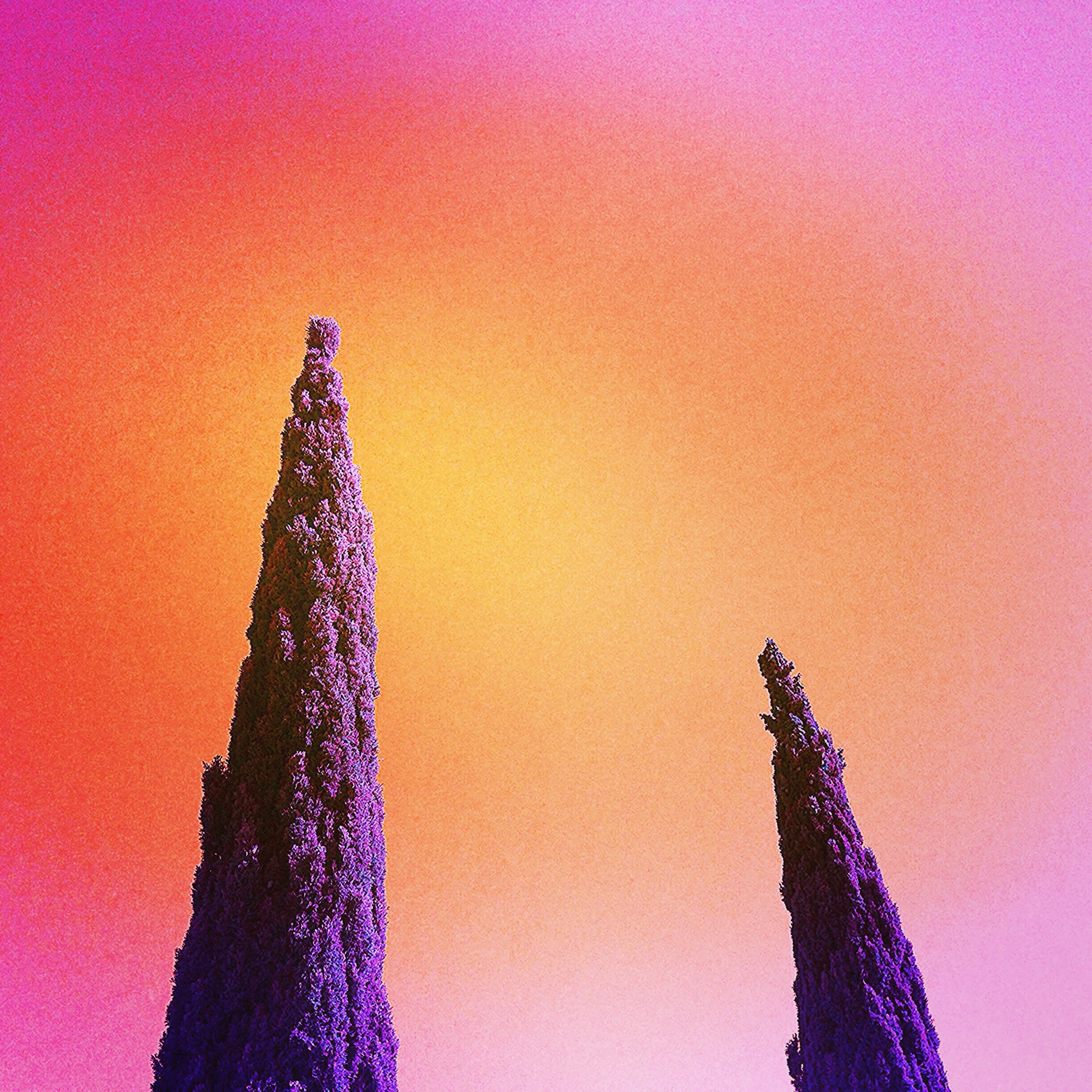 marintrees3.jpg