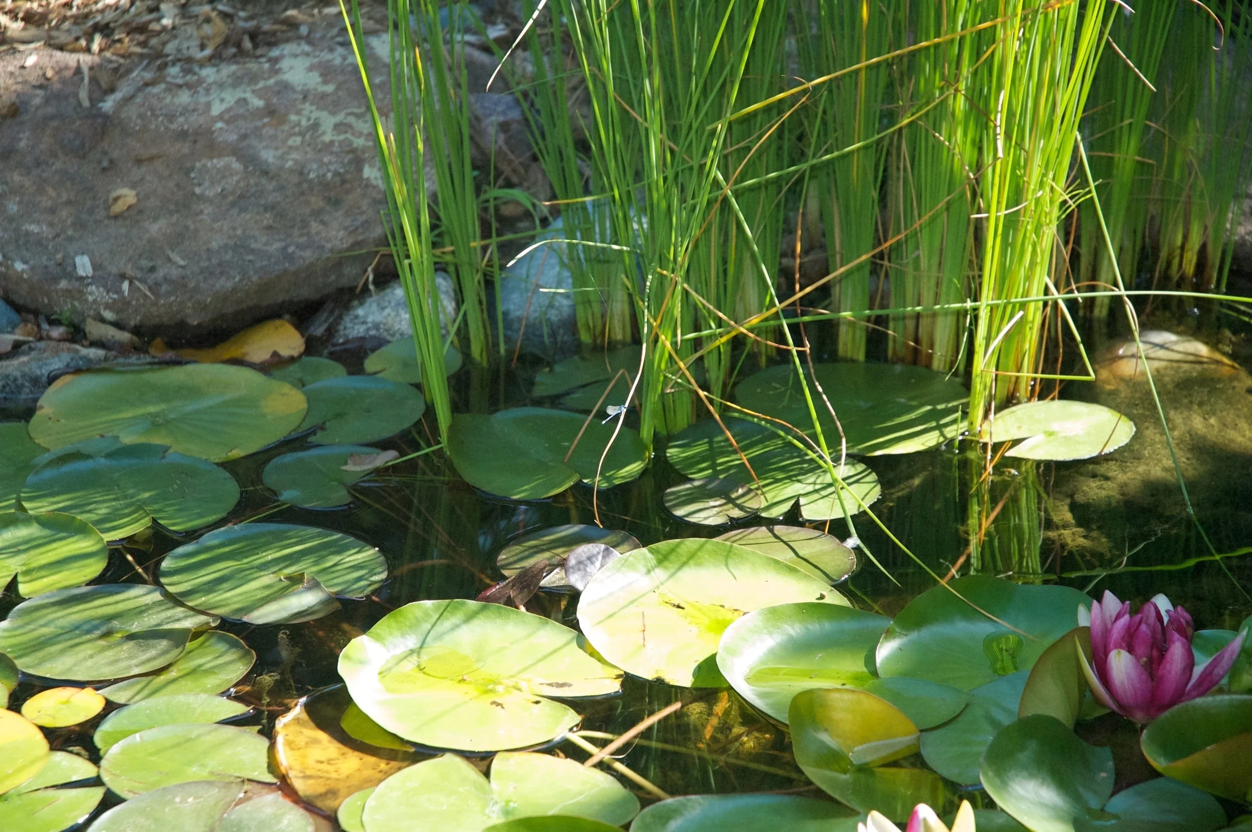 DSC_0072.jpg