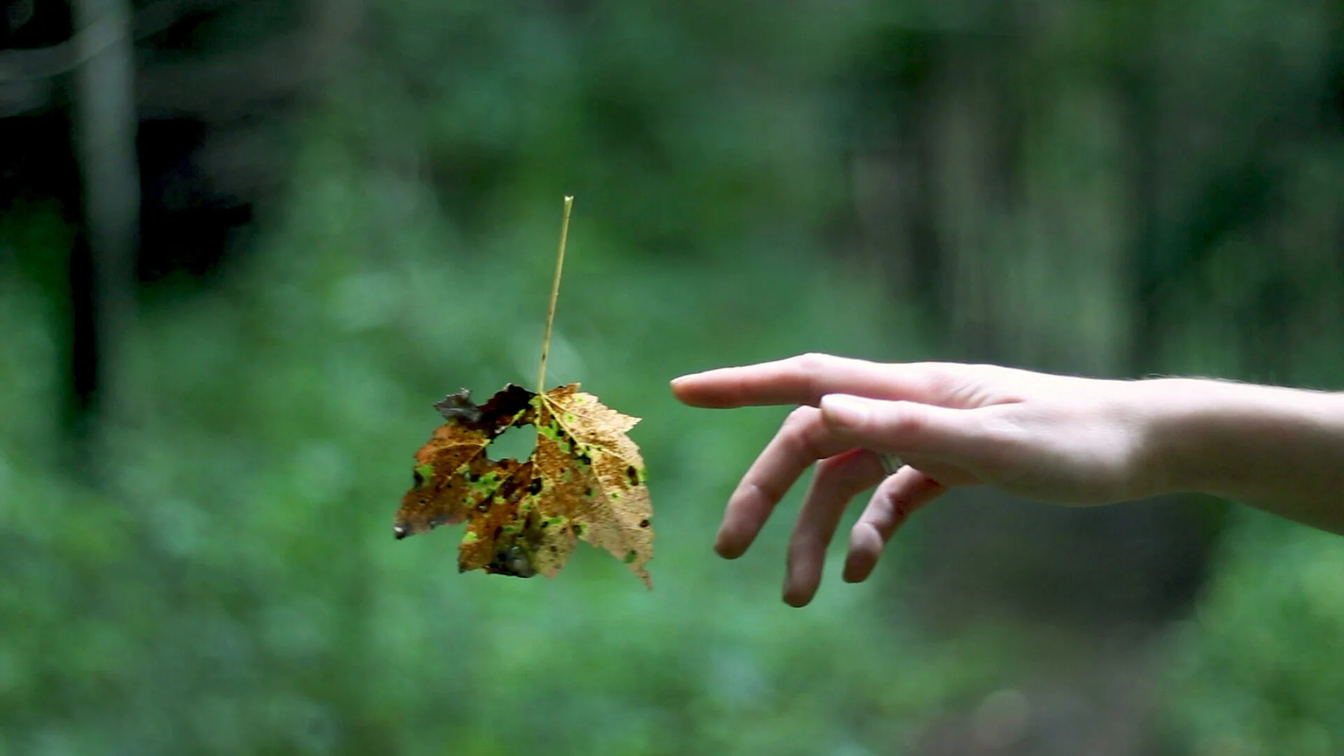 hand vs. leaf bright to print.jpg