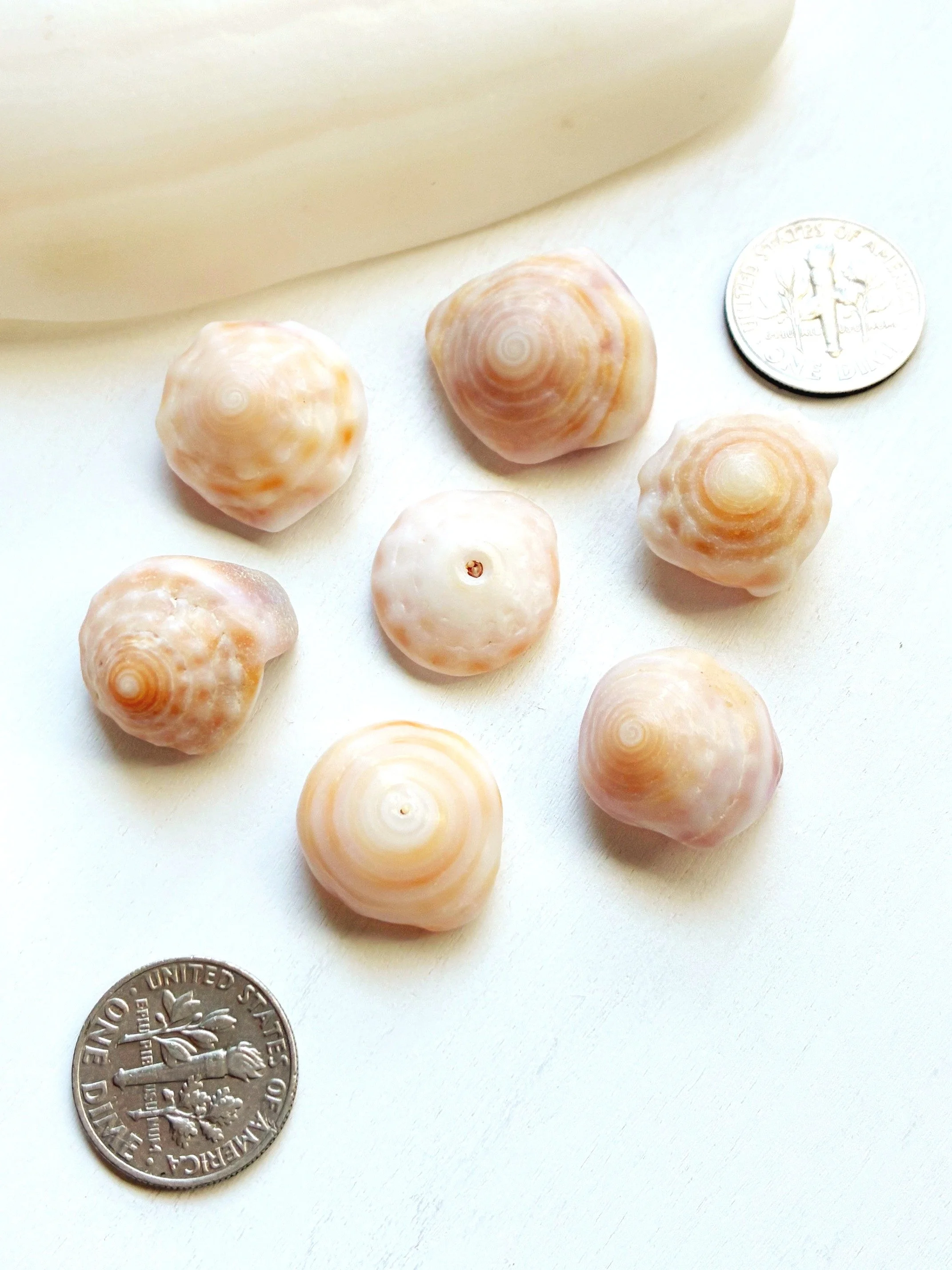 HAWAIIAN PUKA SHELL LOT #2 - Med-Large — SEA AND GLASS