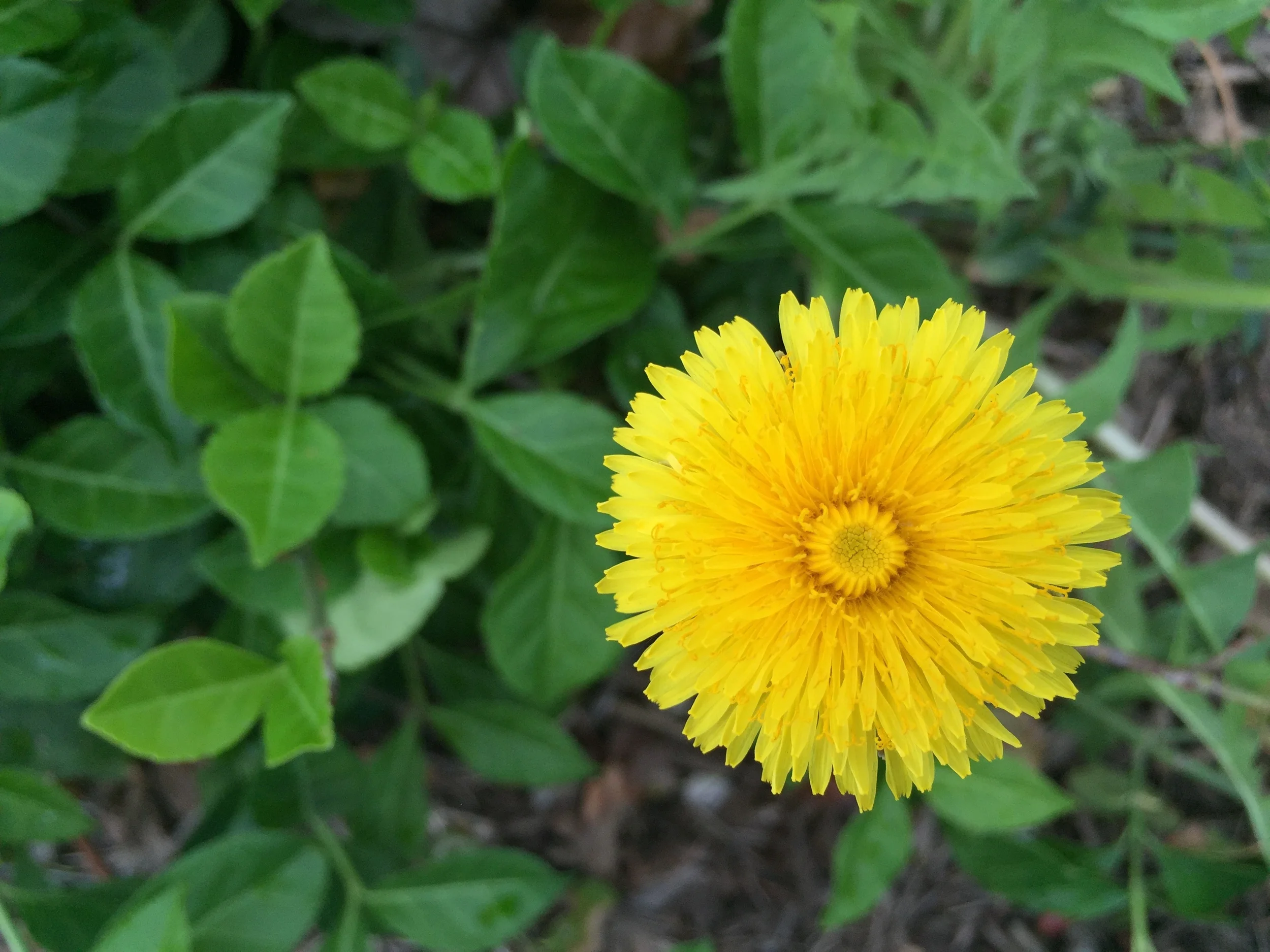 What would we do without you dear dandelion? One of the very first signs of spring. 