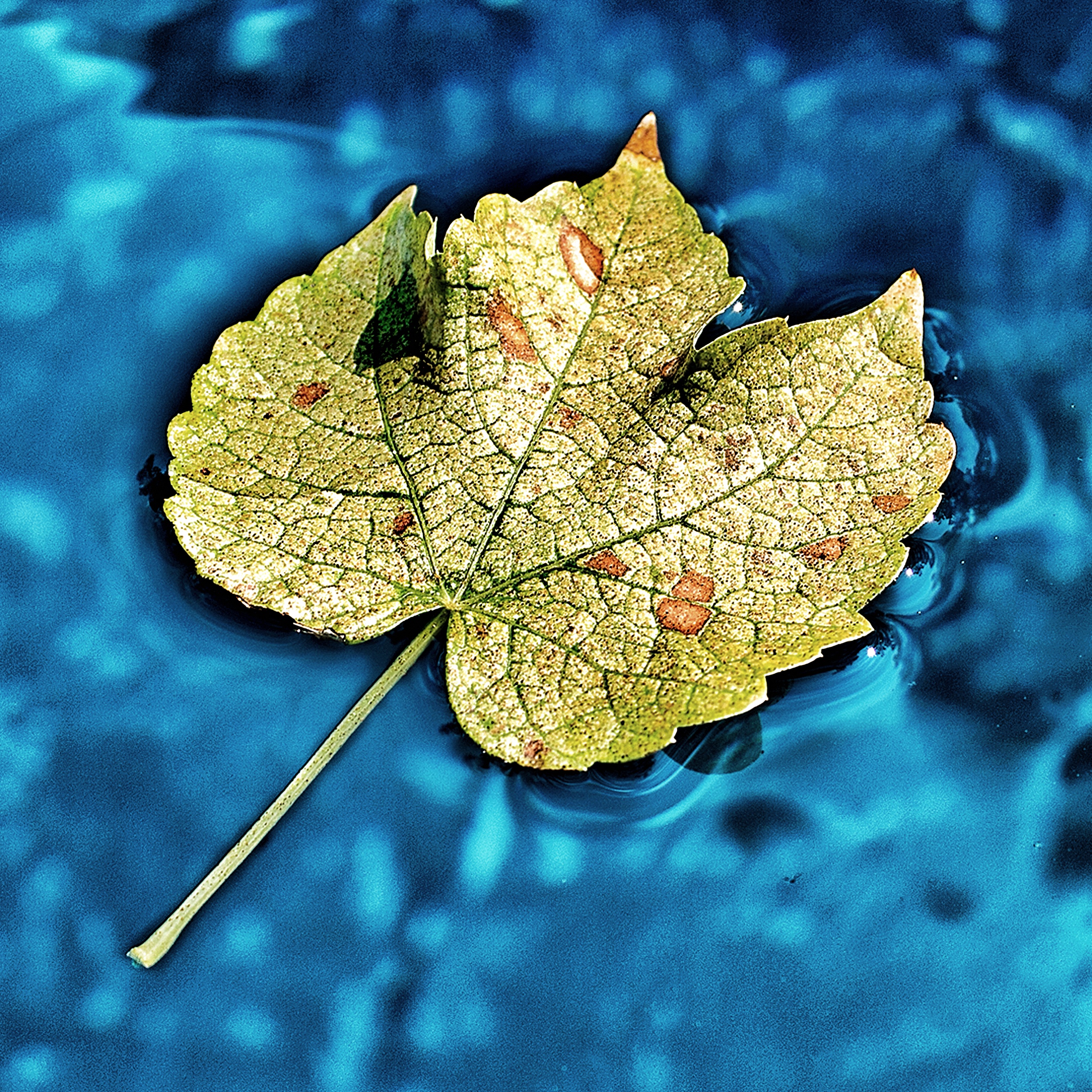 Smith_B_Nature_1_Snapseed 2.jpg