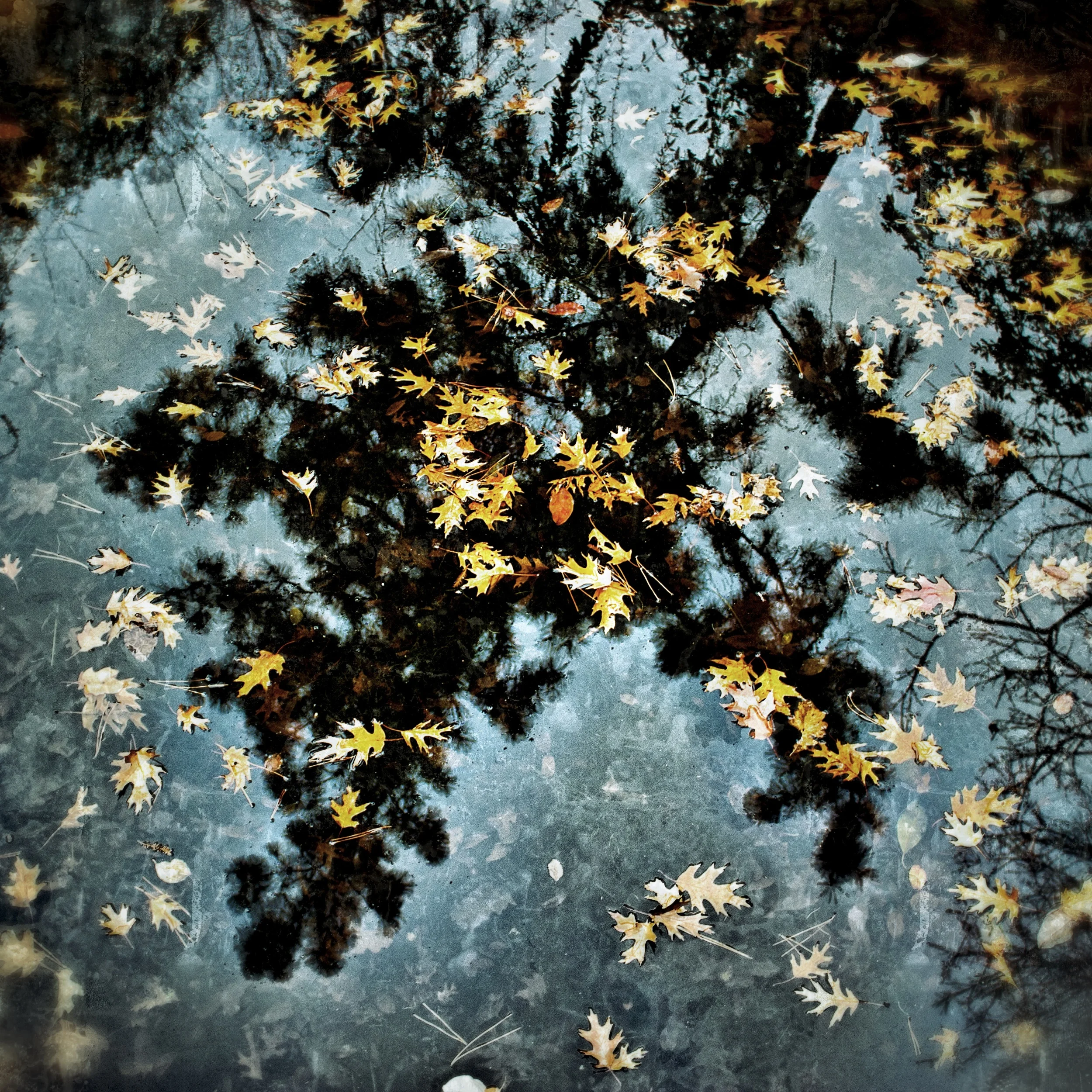 lots of leaves_Snapseed.jpg