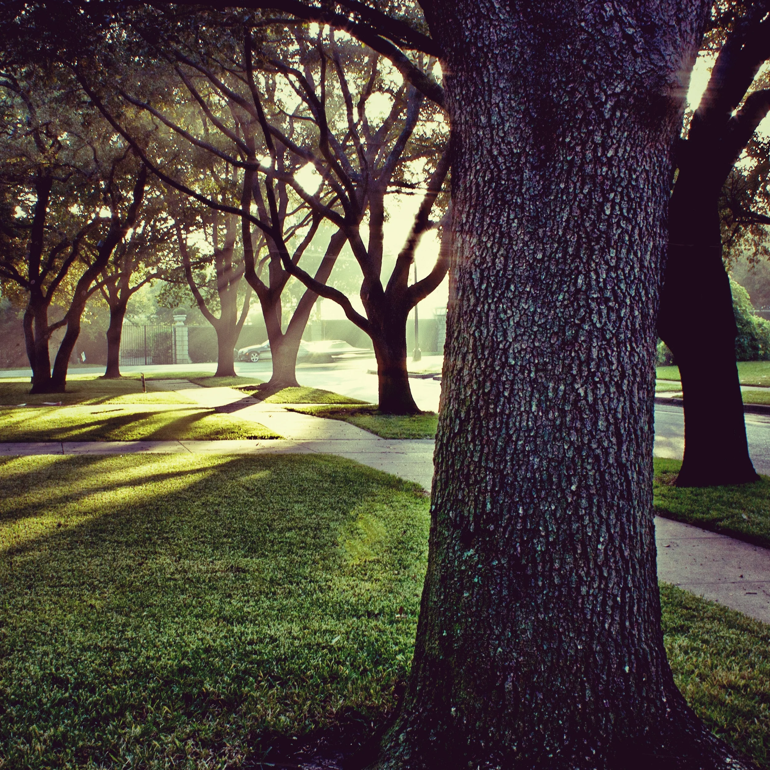 Sun tree_Snapseed.jpg