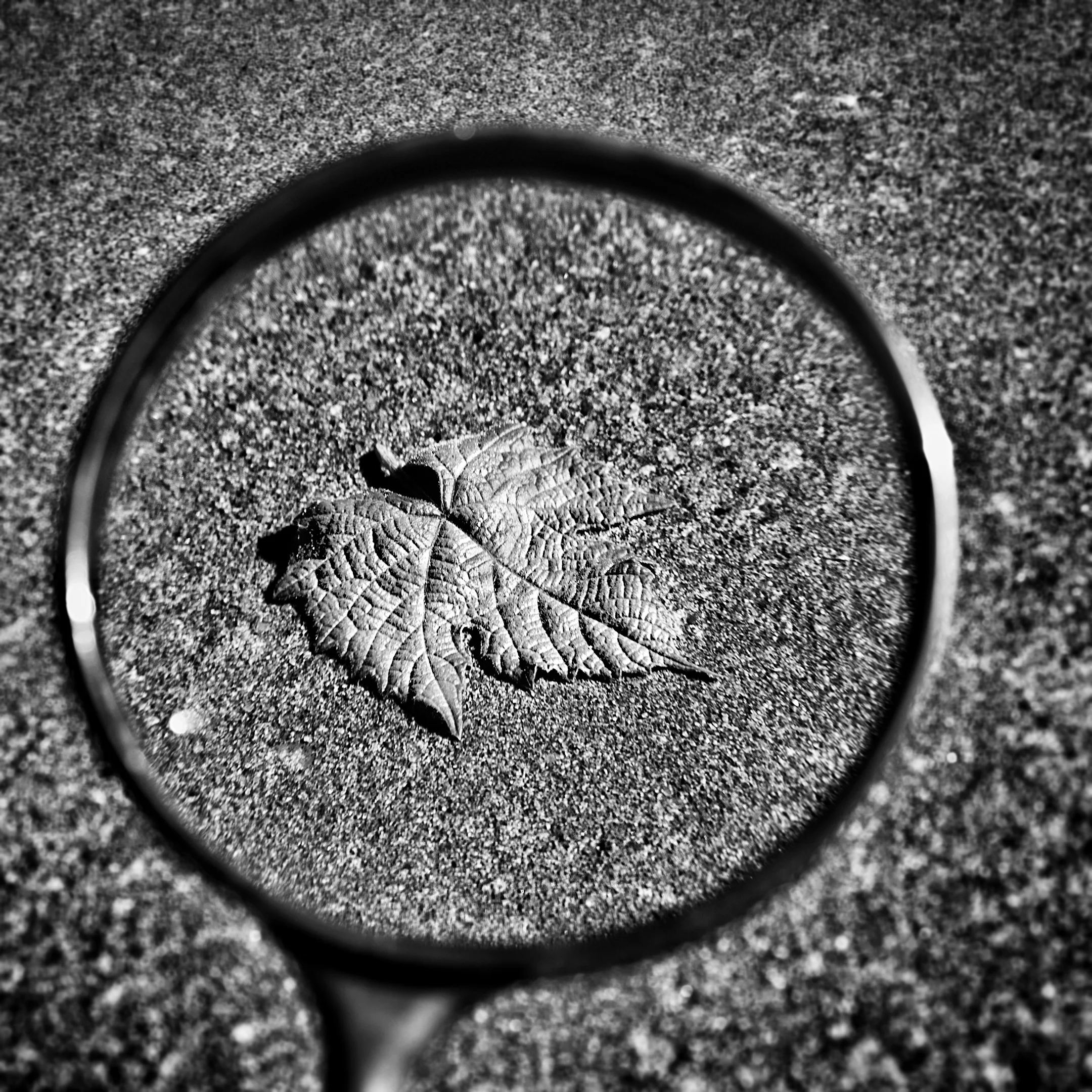 Magnify 2_Snapseed 2.jpg