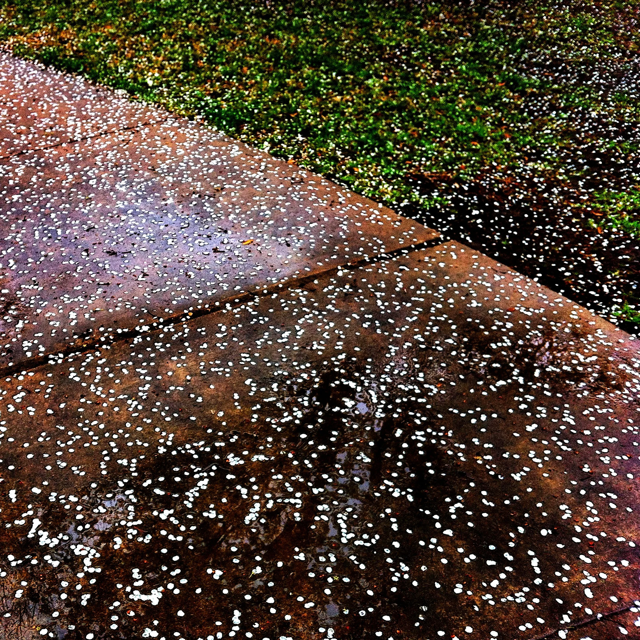 IMG_0531_Snapseed R.jpg