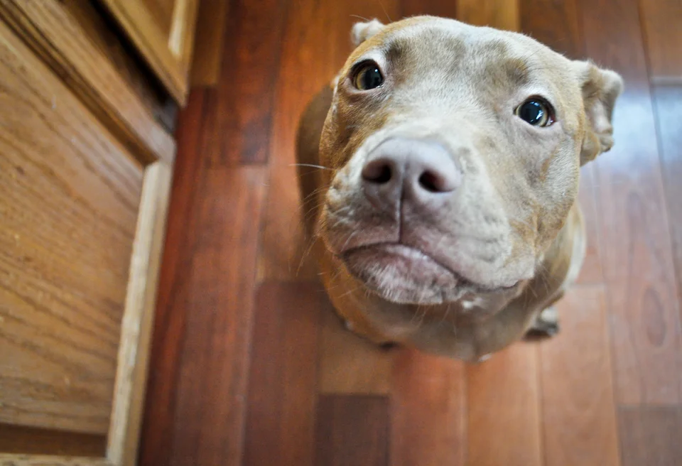 The Countrynew photo-17