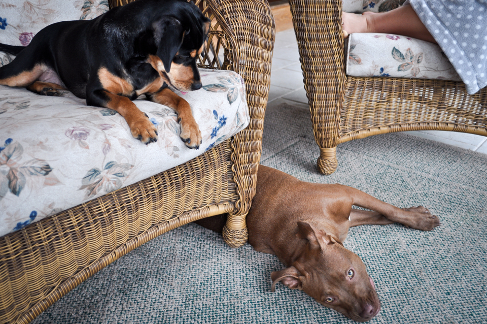 The Countrynew photo-21