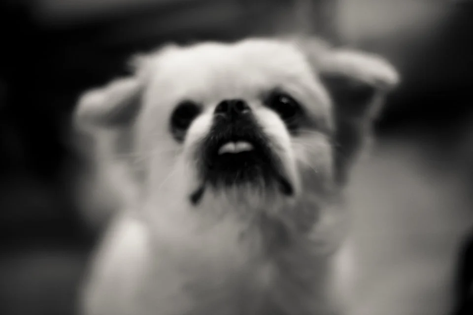 los-angeles-trip-christina-topacio-profresh-style-fashion-nyc-blogger-12