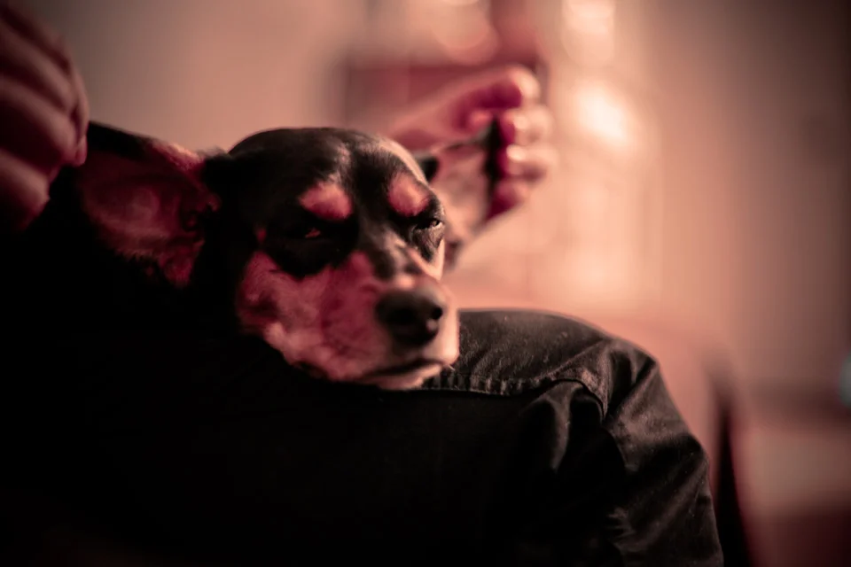 profresh-style-christina-topacio-zara-jacket-striped-shirt-ripped-jeans-eating-in-astoria-bloggers-and-friends-nyc-blogger-6