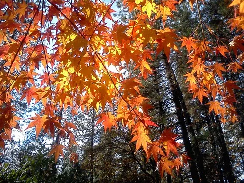 TST_Fall_Leaves_2.jpg