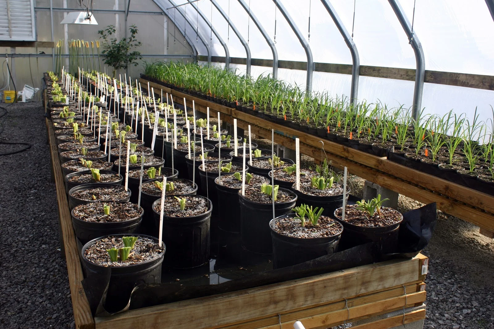 Winter Greenhouse, Winter, WI