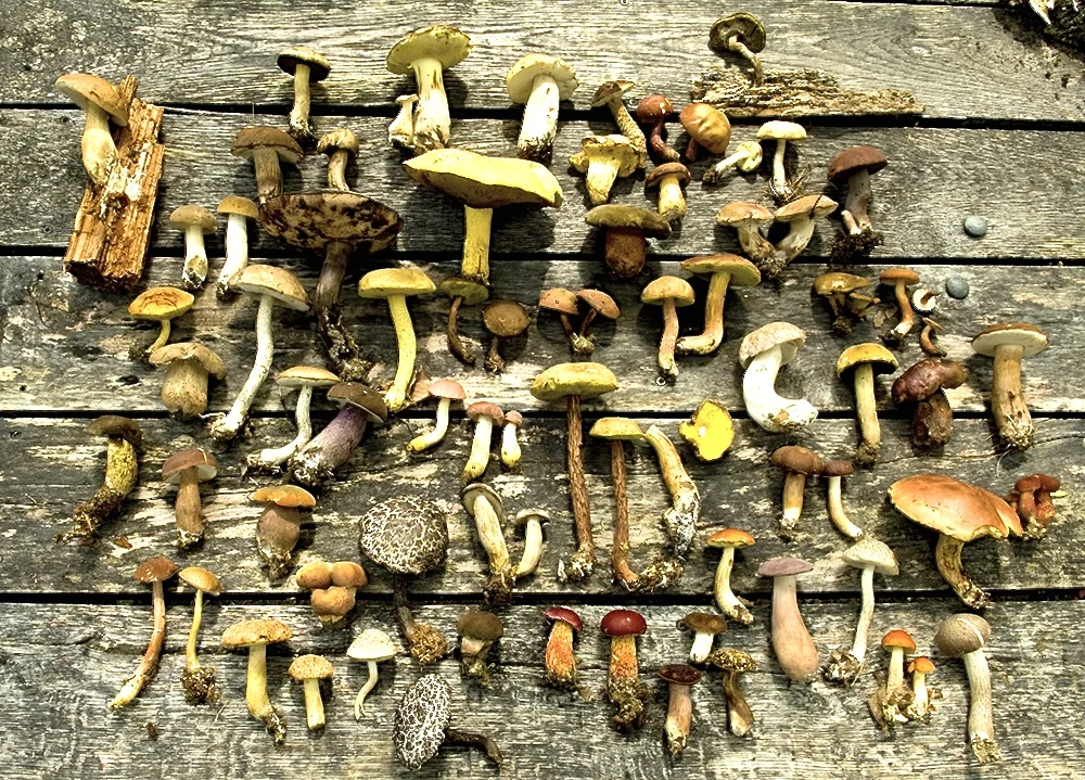 Mushroom nirvana