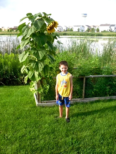 TST_spring_gardens.jpeg
