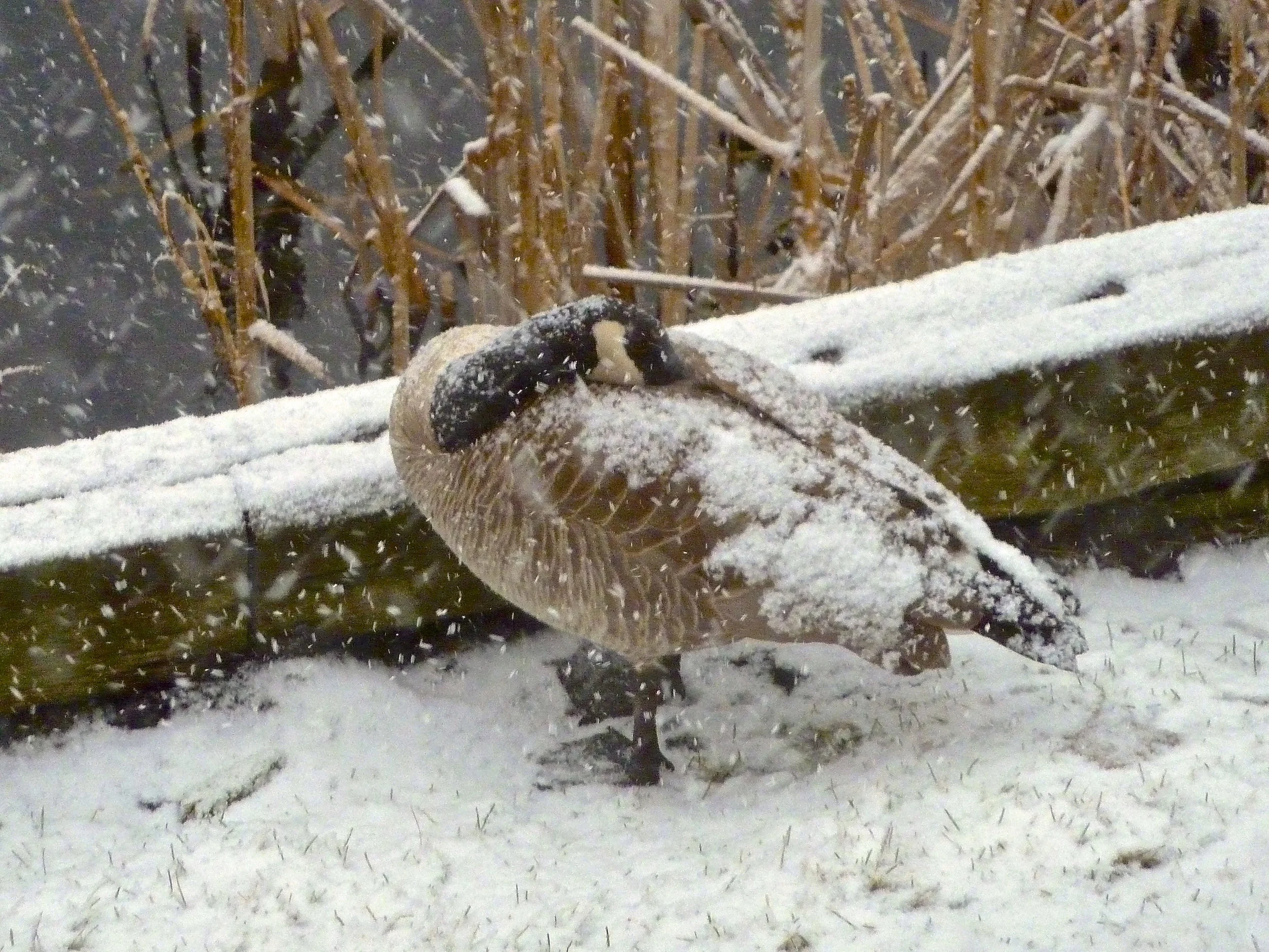 TST_springsnow_photo.jpeg