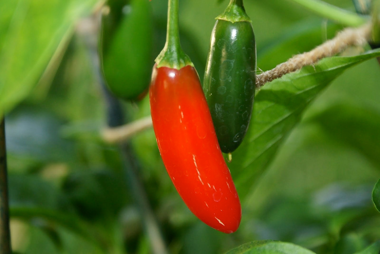 Serrano peppers are the gold standard for pico de gallo; not a jalapeño 