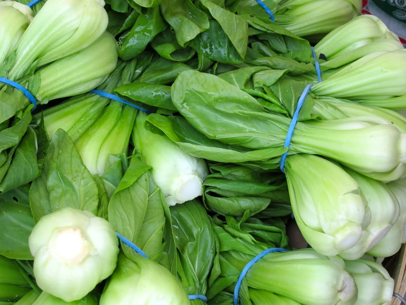 Bok Choy
