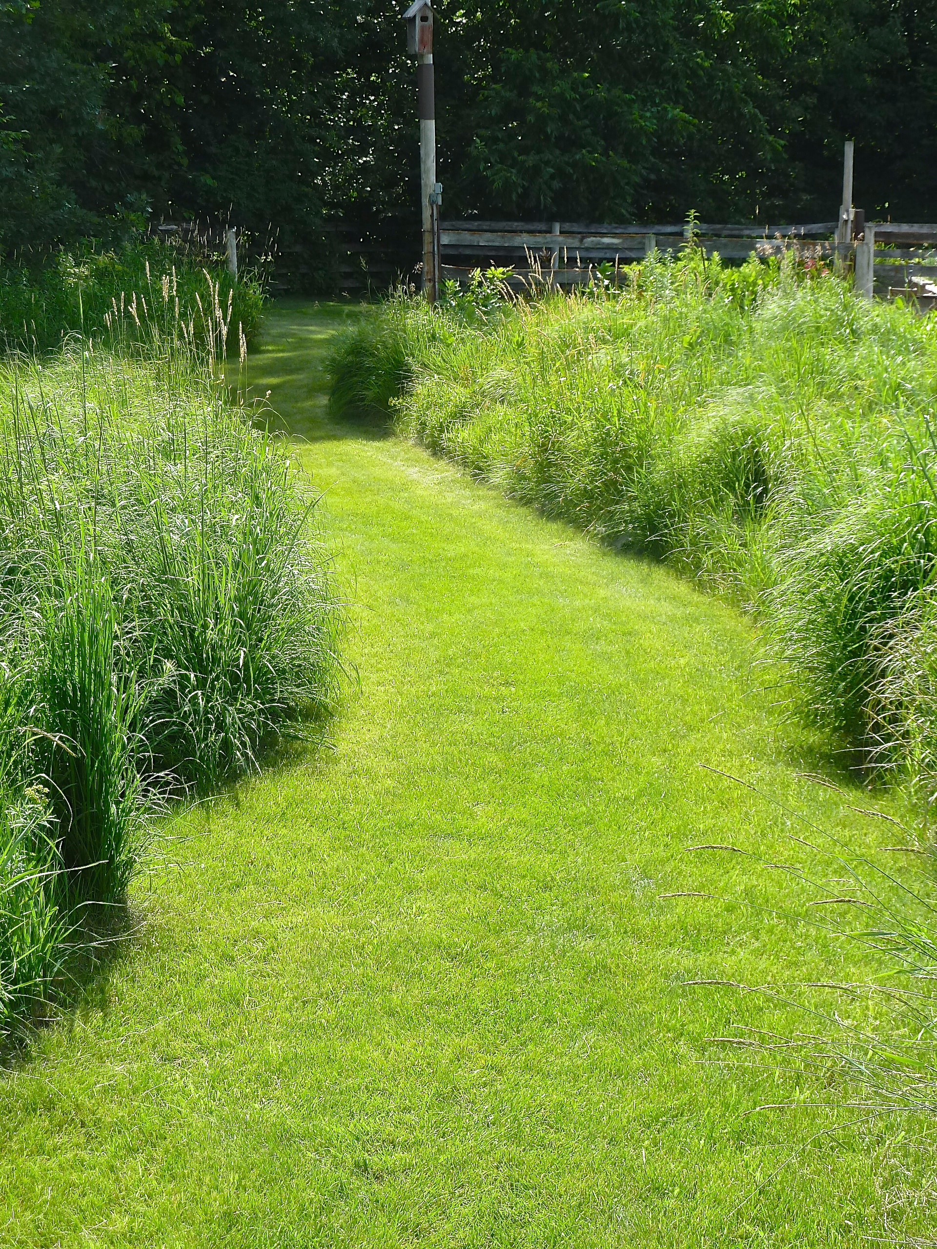Path to lots of veges