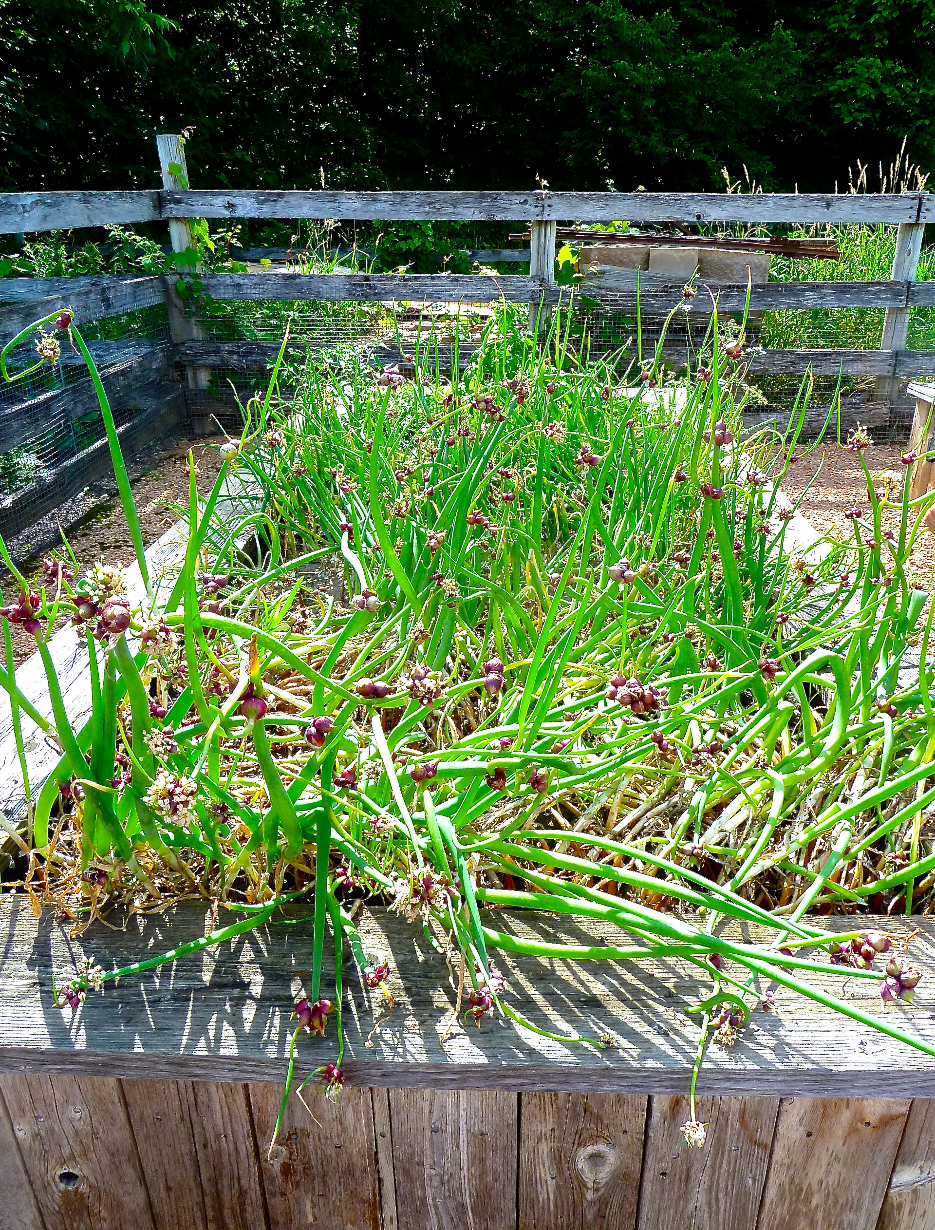 Scallions