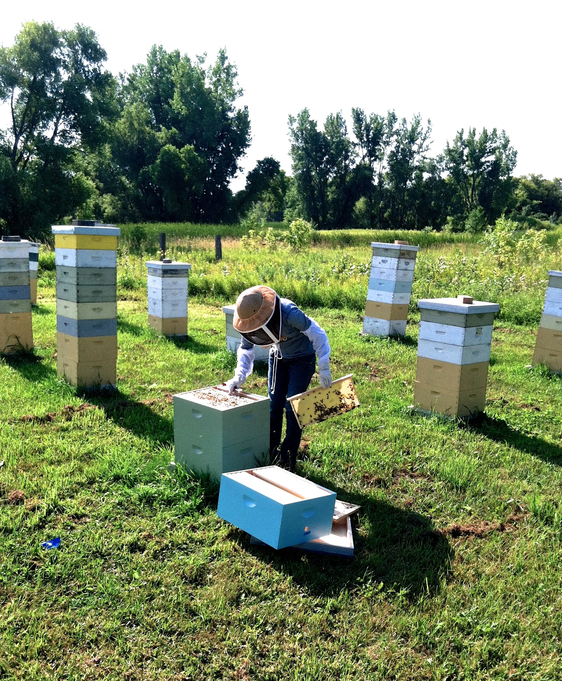 Here I am working with the bees last summer. 