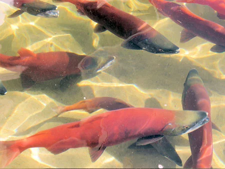 31a_redsalmon1_fbe77cb.jpg