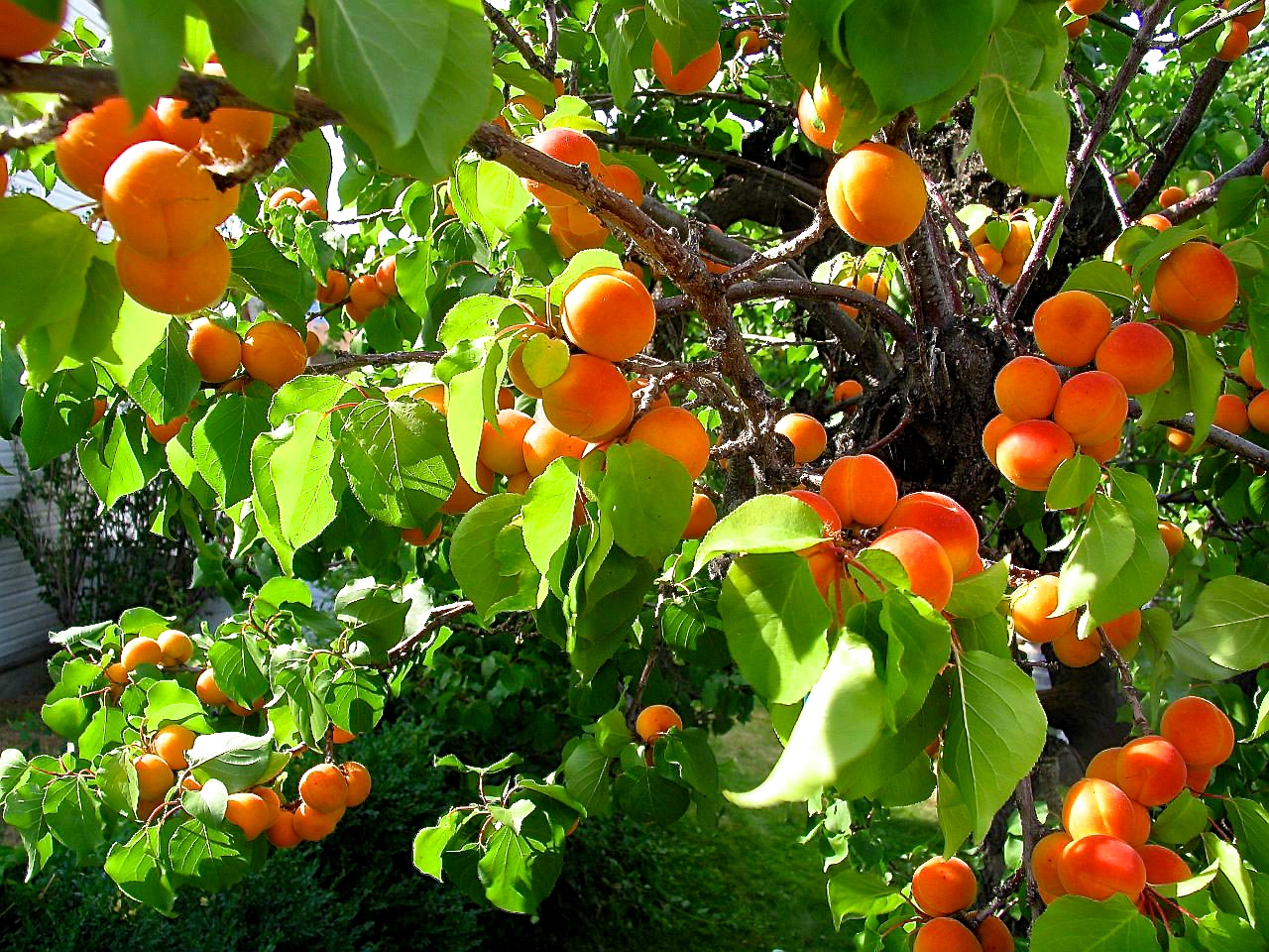 apricot-fruit.jpg
