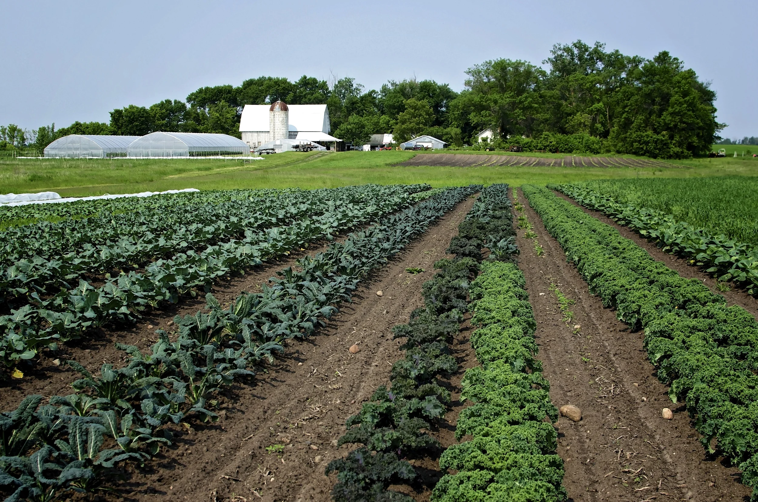 photo by Loon Organics Farm