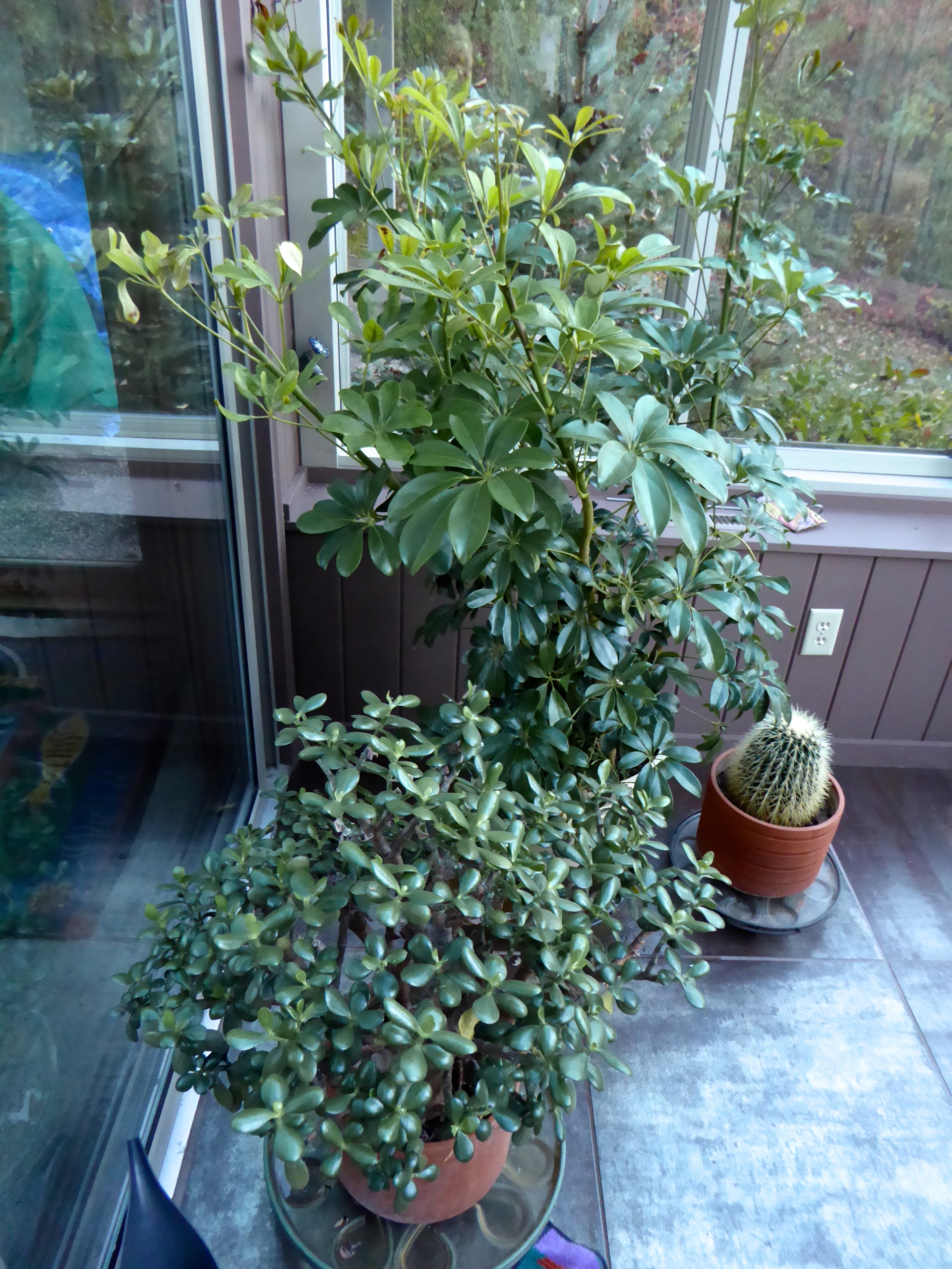 Schefflera plants re-potted indoors