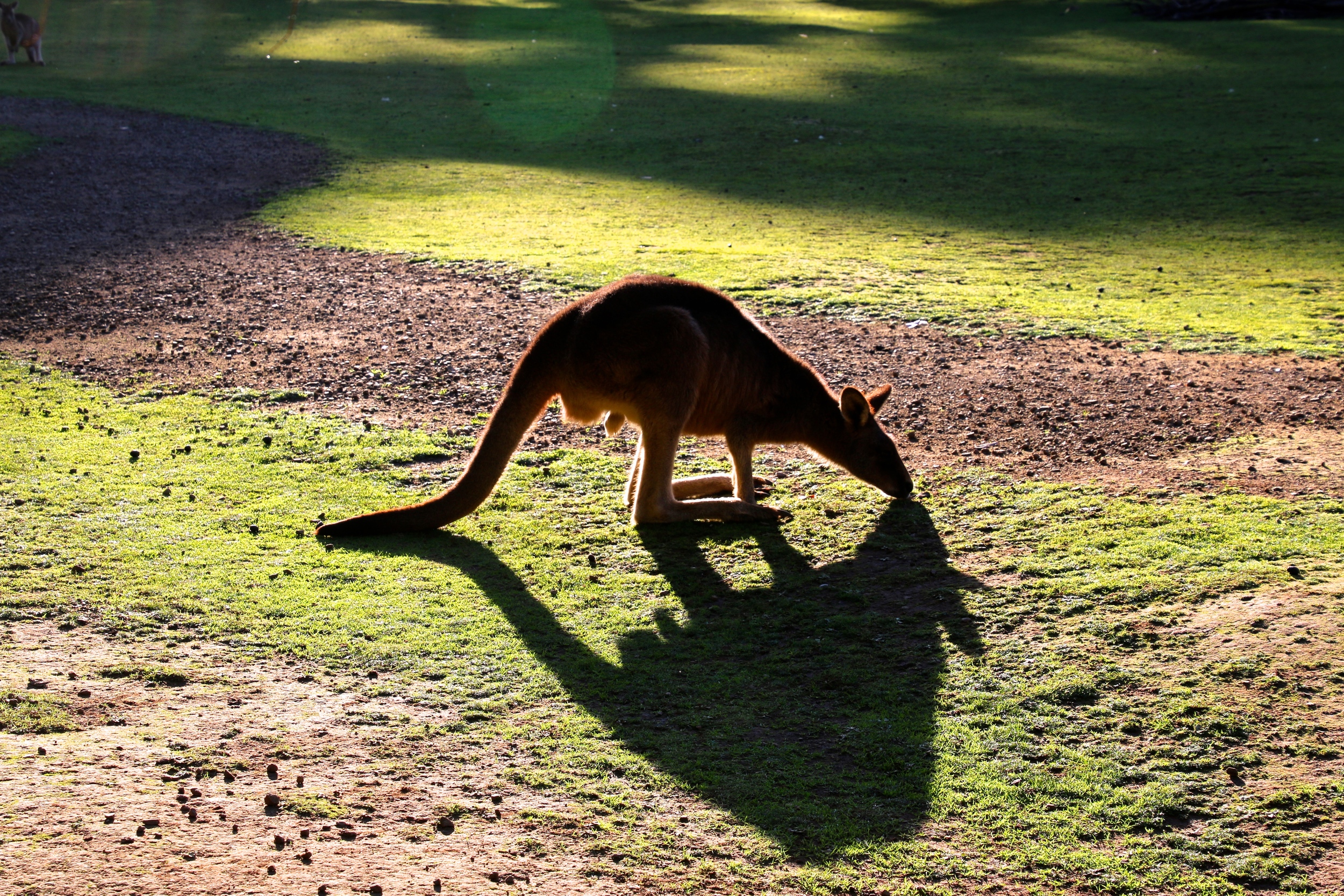 spiritedtable_tasmaniandevil_hobart_australia_travels_photo - 20.JPG